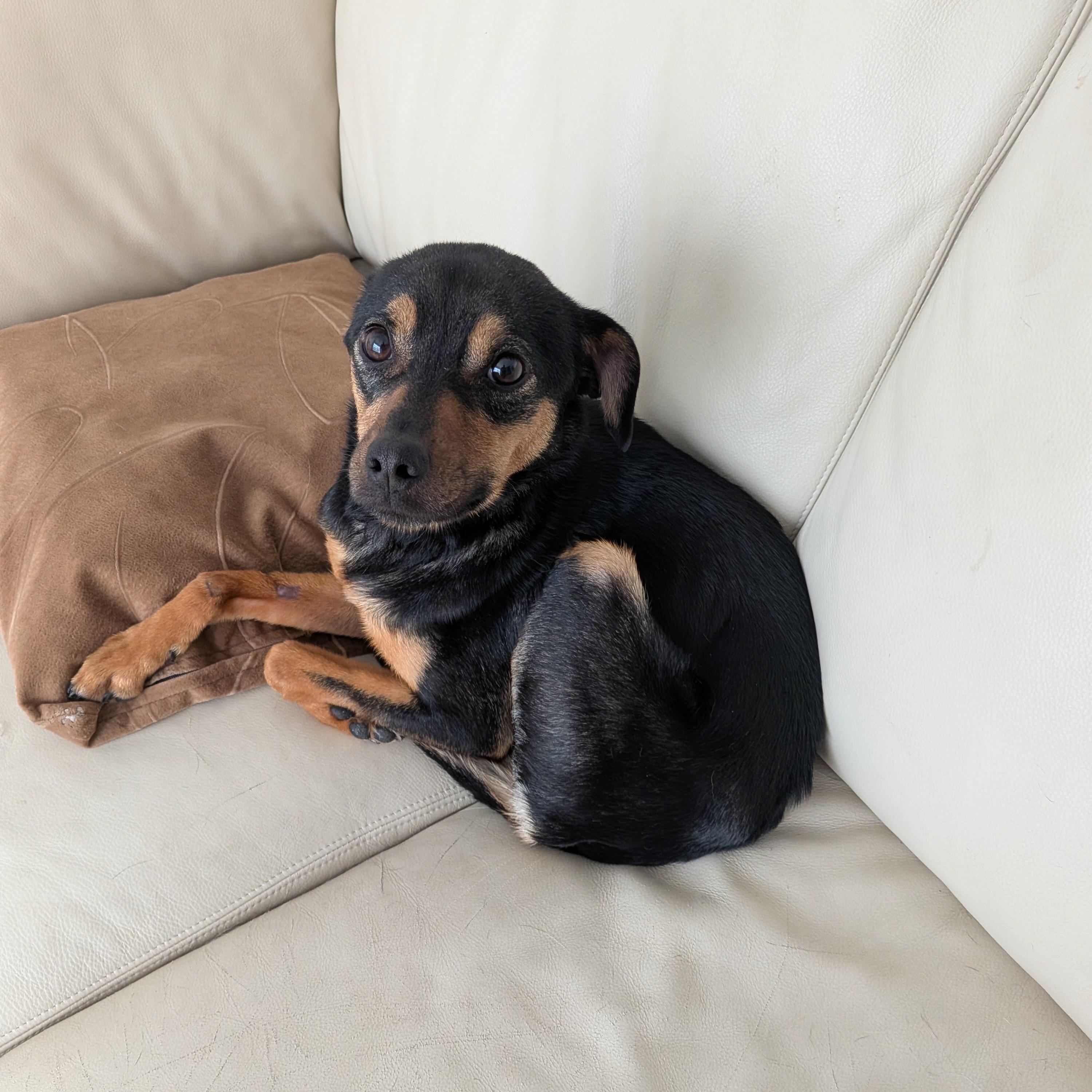 Enlarge E M B E R, a ADOPTABLE mixed breed in Abbotsford, BC image 1/4