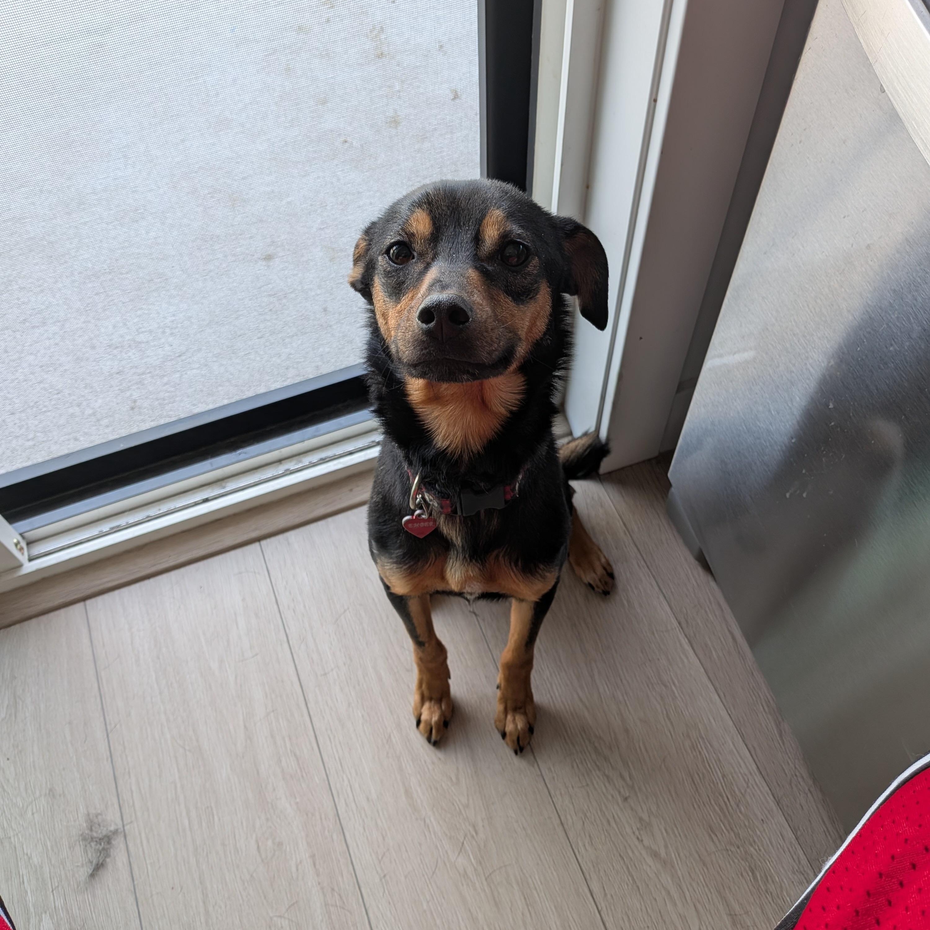 Enlarge E M B E R, a ADOPTABLE mixed breed in Abbotsford, BC image 3/4