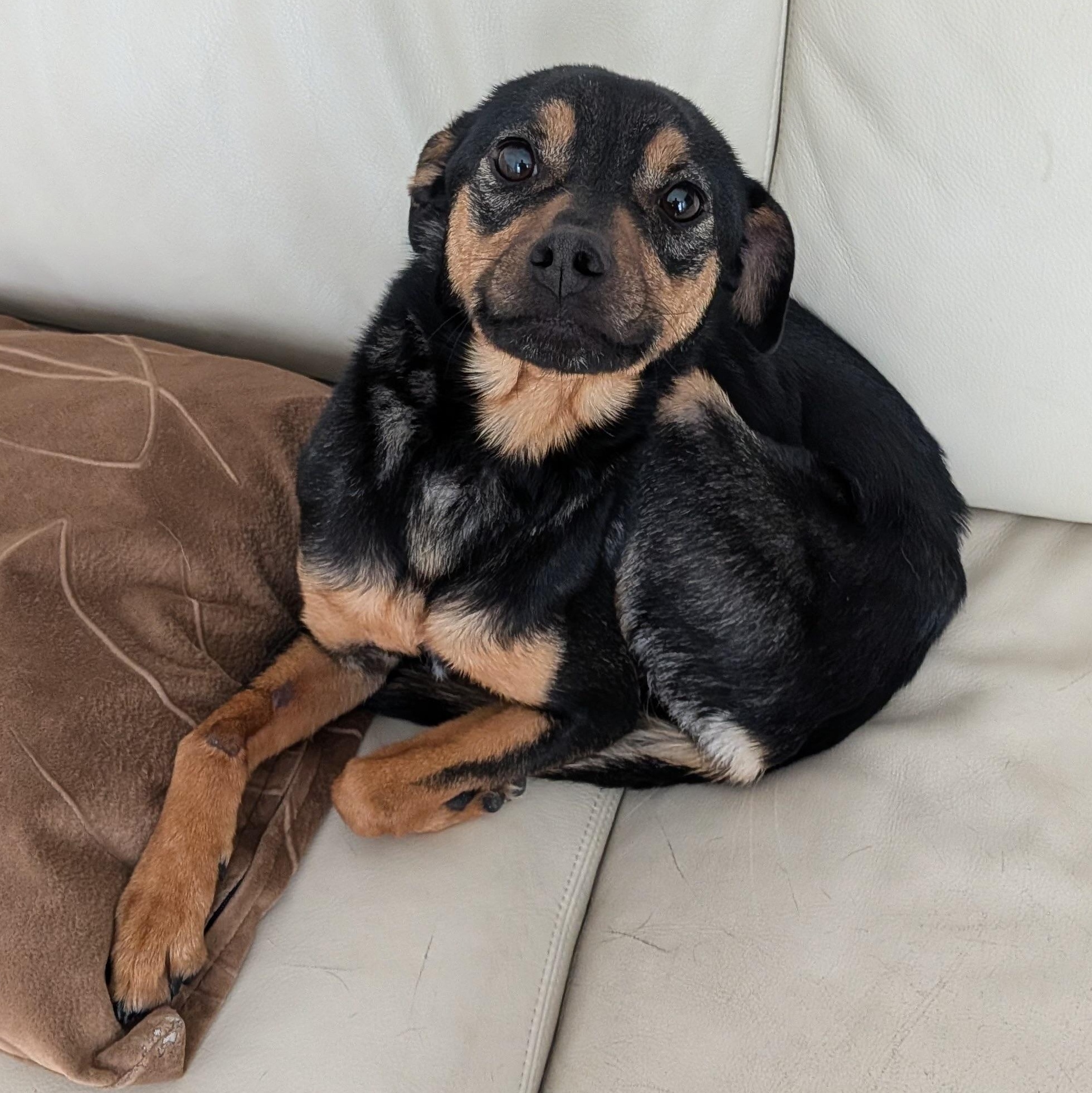 Enlarge E M B E R, a ADOPTABLE mixed breed in Abbotsford, BC image 2/4