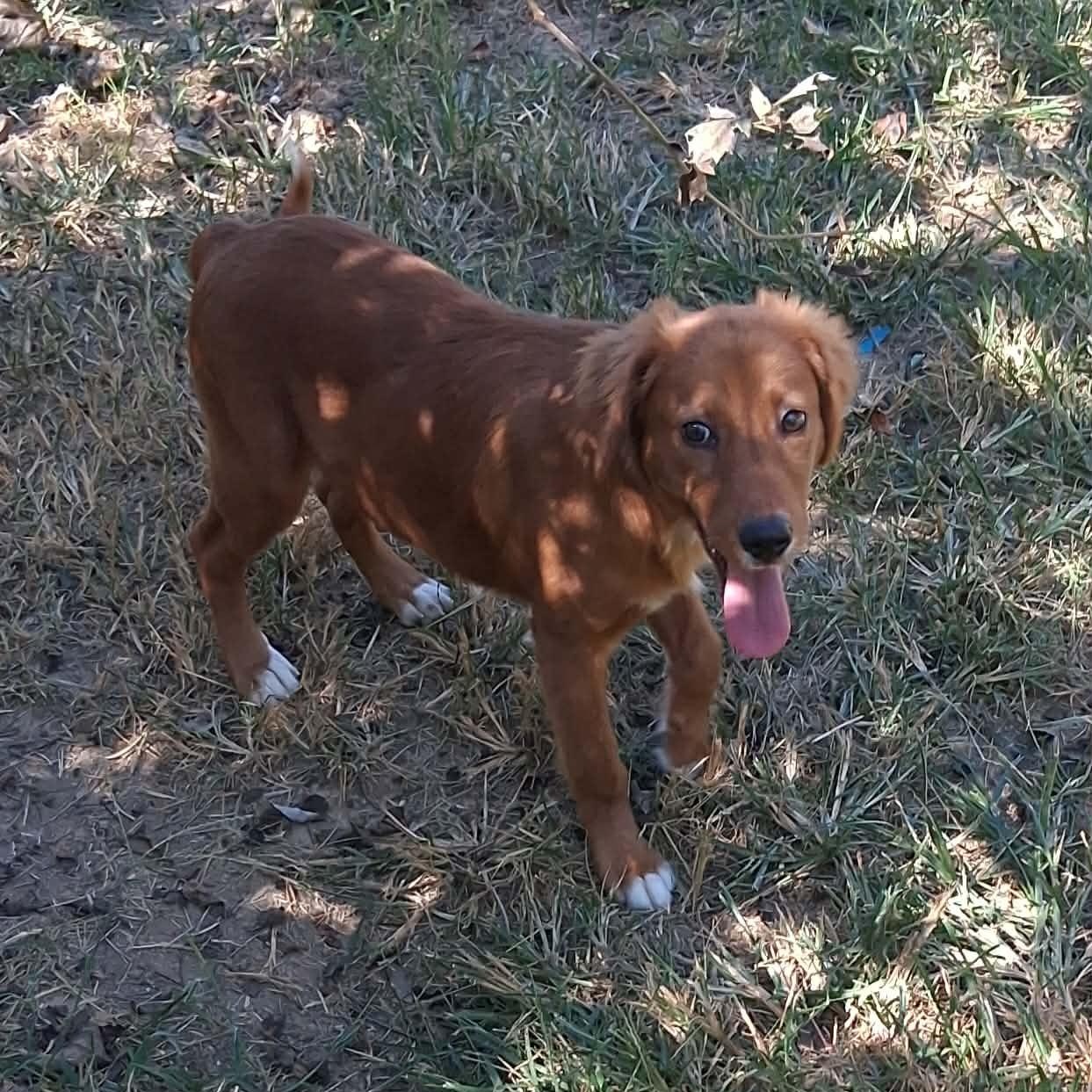 Enlarge Sugar, a Adoptable mixed breed in Woolwich, ME image 2/4