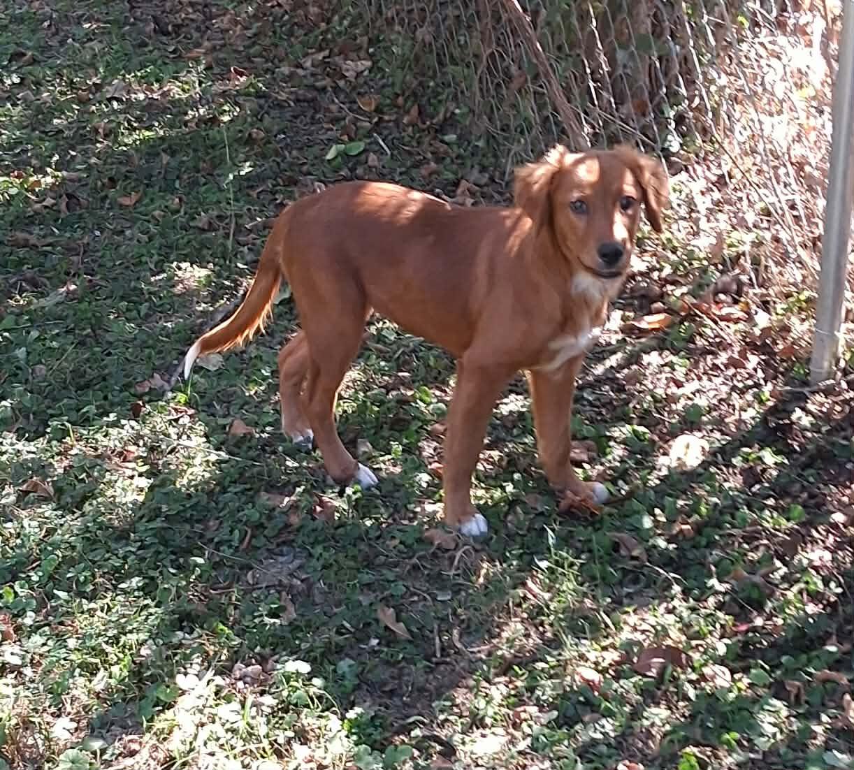 Enlarge Sugar, a Adoptable mixed breed in Woolwich, ME image 3/4