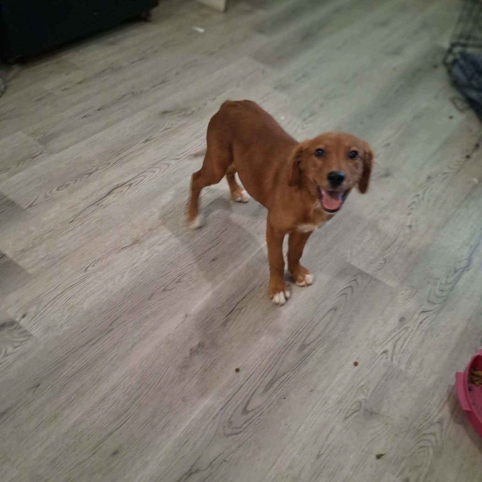 Enlarge Sugar, a Adoptable mixed breed in Woolwich, ME image 4/4