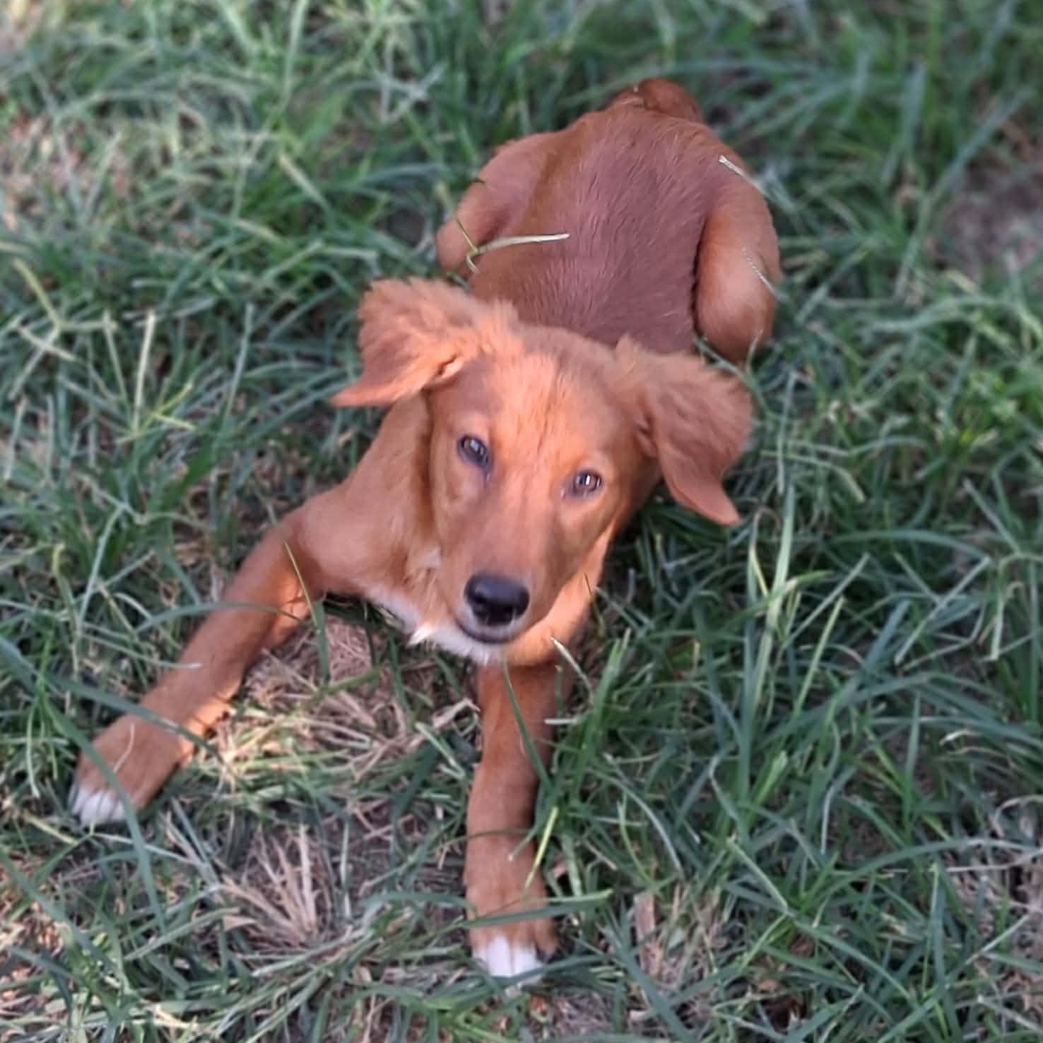 Sugar, Adoptable, Young Female Golden Retriever.