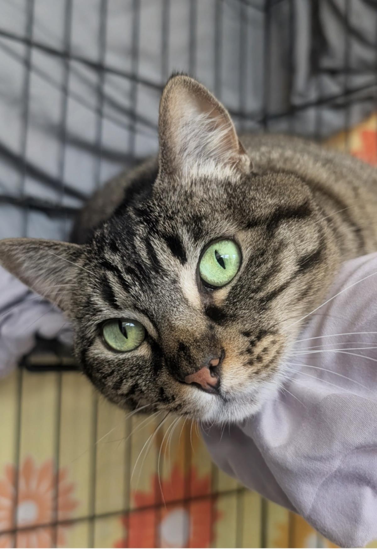Enlarge Muffin, a Adoptable Domestic Short Hair in La Jolla, CA image 1/2