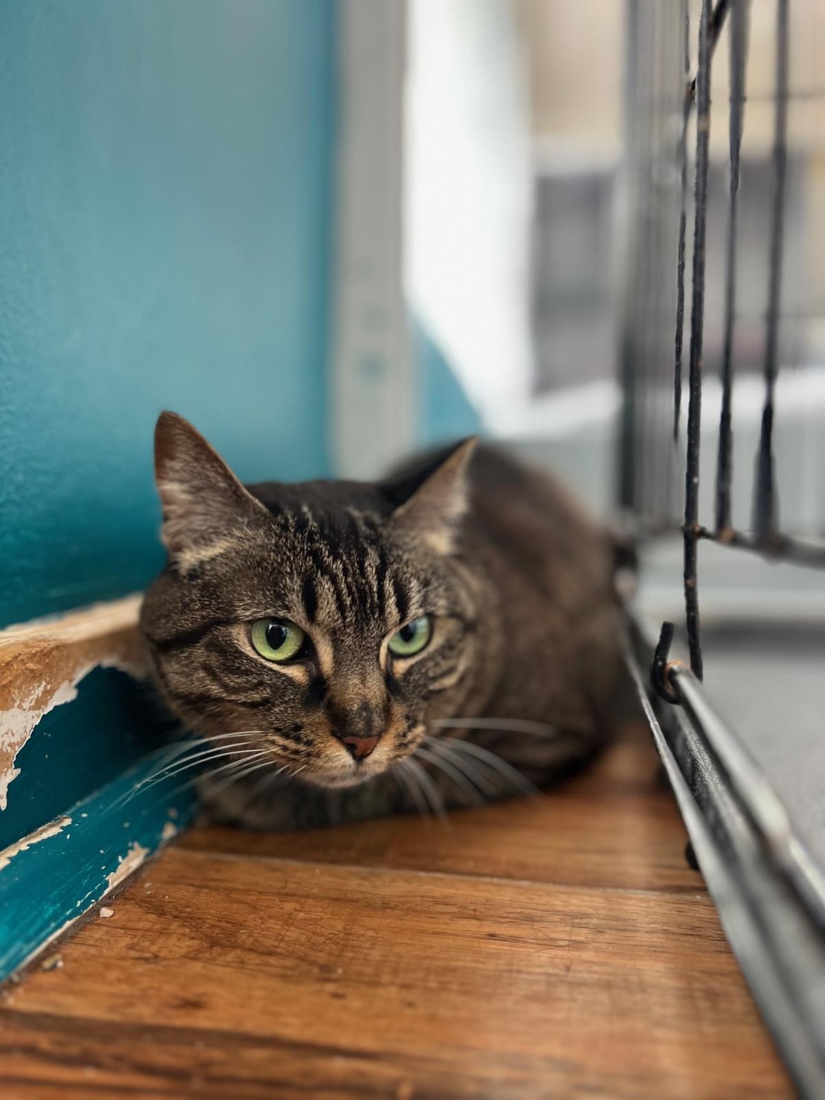 Enlarge Muffin, a Adoptable Domestic Short Hair in La Jolla, CA image 2/2