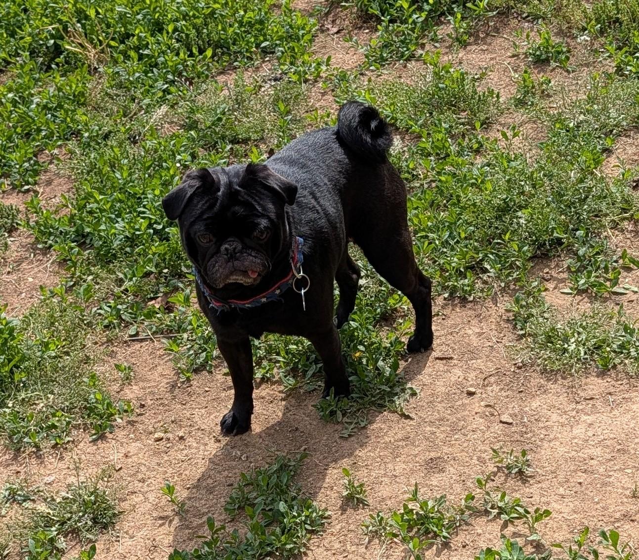 Teddy, ADOPTABLE, Adult Male Pug.