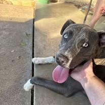 Enlarge Loki, an adopted American Bulldog in Wichita Falls, TX image 1/2