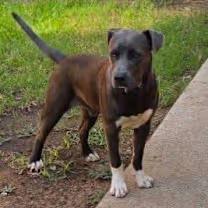 Enlarge Loki, an adopted American Bulldog in Wichita Falls, TX image 2/2
