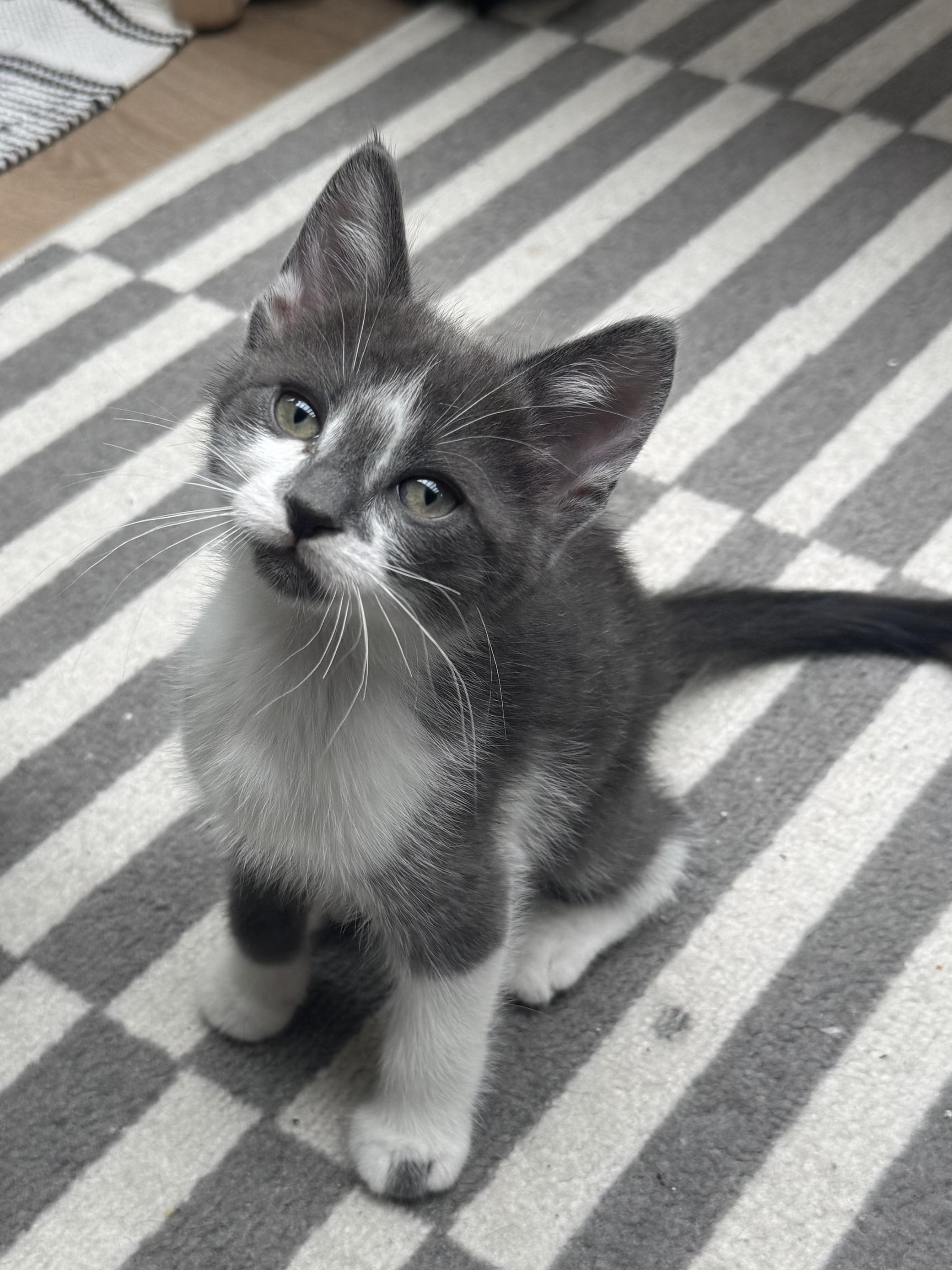 Bugs, Baby Male Domestic Short Hair