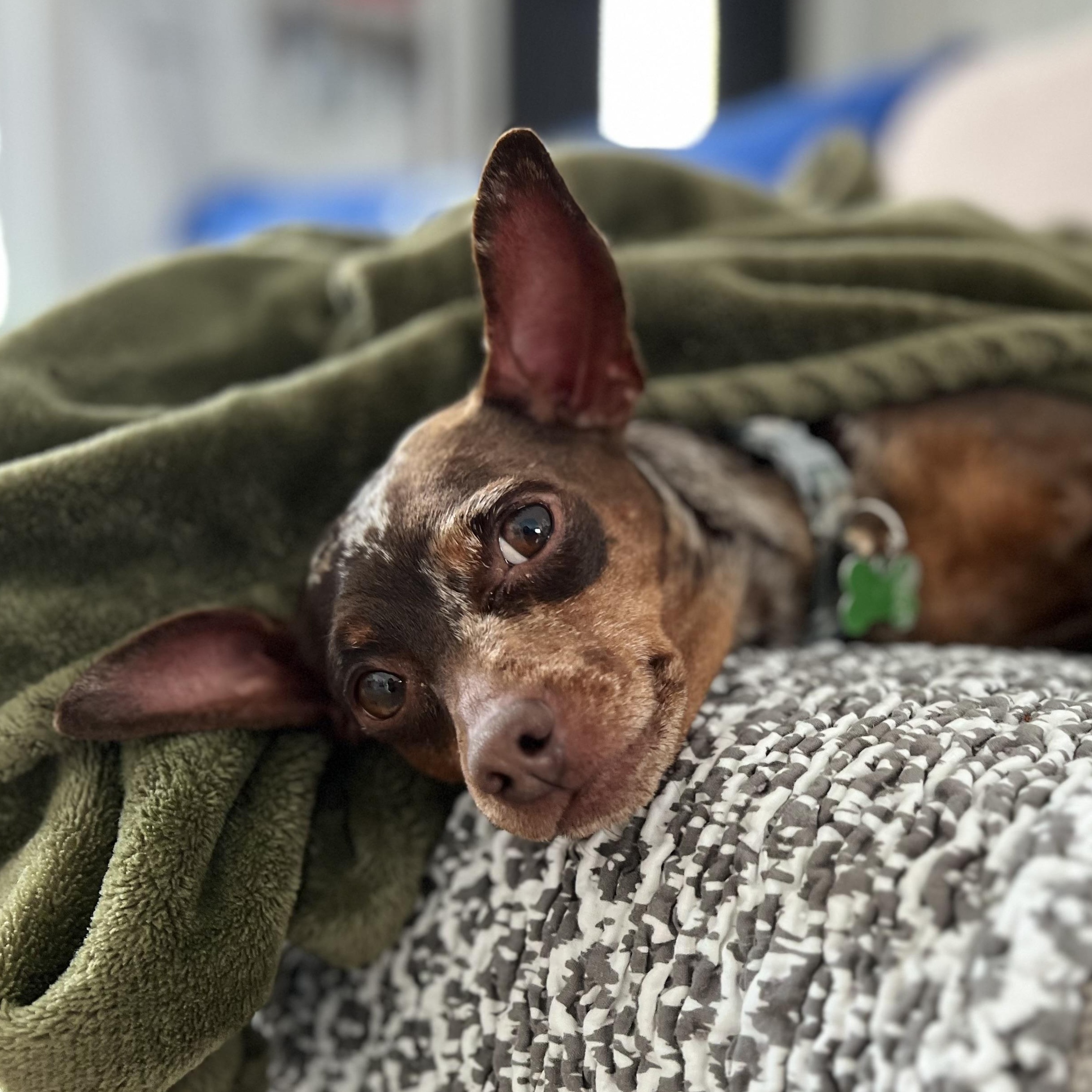 Michelle, an adoptable mixed breed in Calgary, AB image 2/6