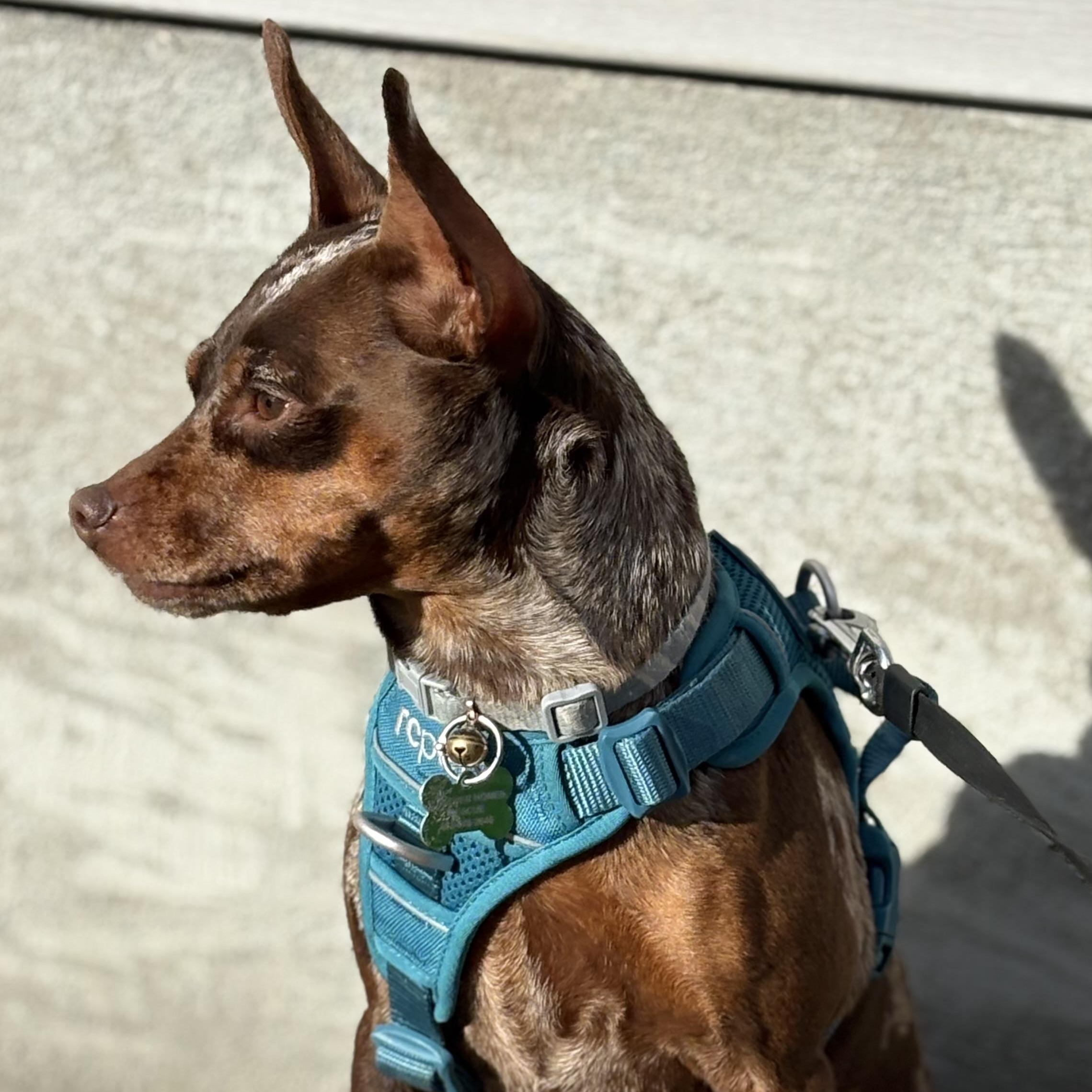 Michelle, an adoptable mixed breed in Calgary, AB image 4/6