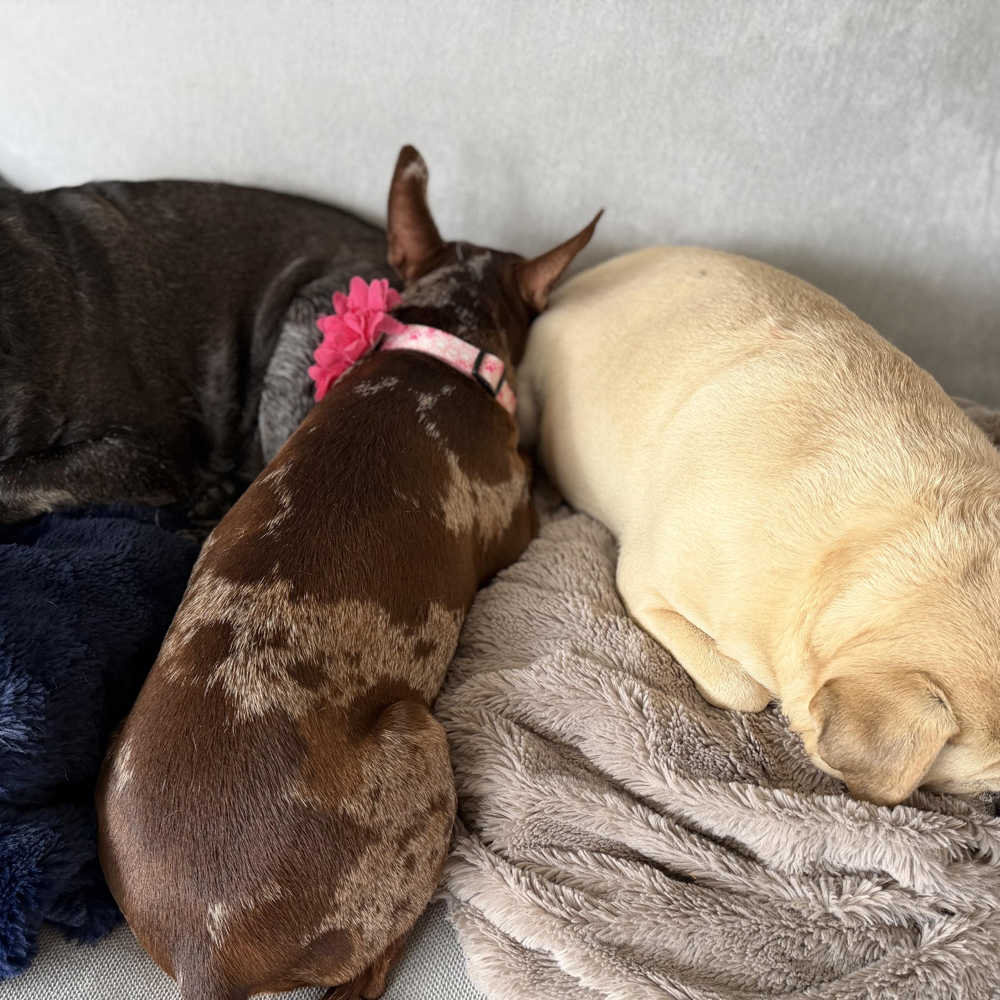 Michelle, an adoptable mixed breed in Calgary, AB image 6/6