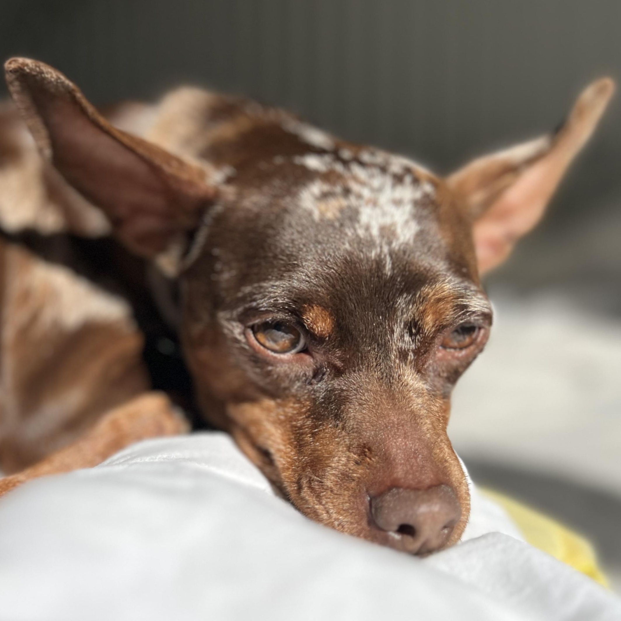 Michelle, an adoptable mixed breed in Calgary, AB image 3/6