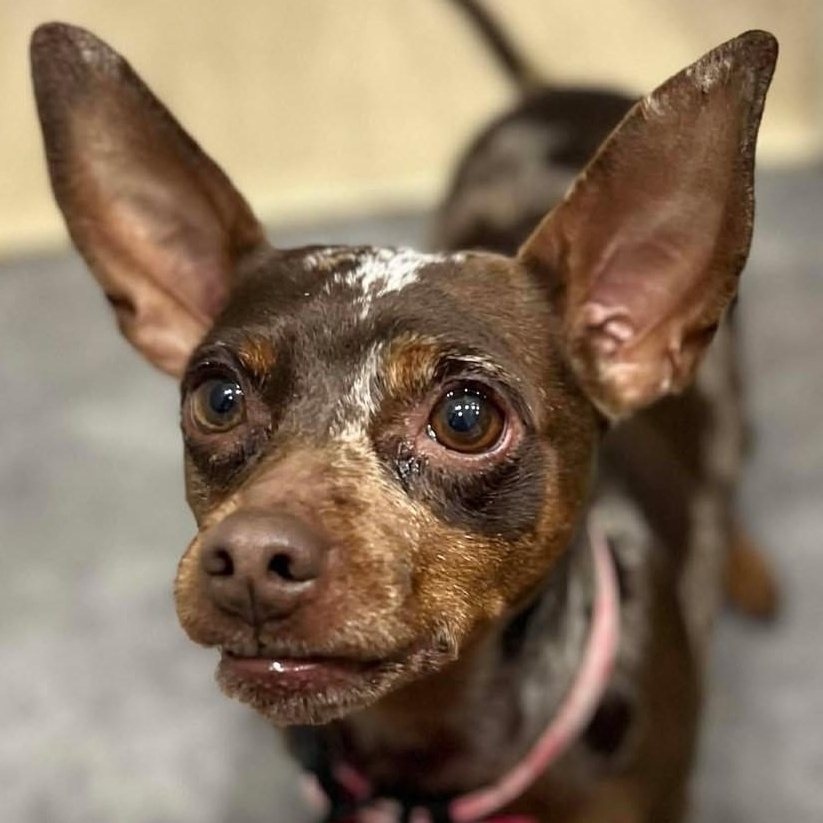 Michelle, an adoptable mixed breed in Calgary, AB image 1/6