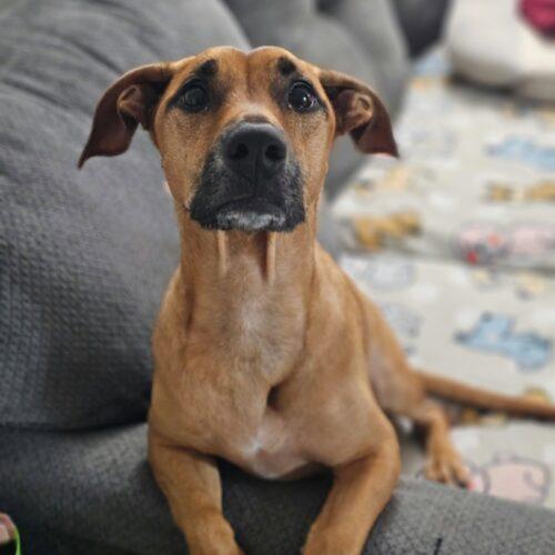 Baby, Adoptable, Young Female Dachshund & Shepherd.