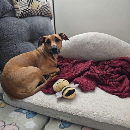 Enlarge Baby, a Adoptable mixed breed in Broken Arrow, OK image 2/3