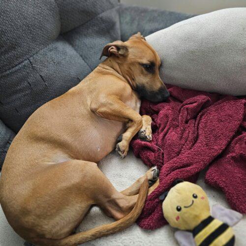 Enlarge Baby, a Adoptable mixed breed in Broken Arrow, OK image 3/3