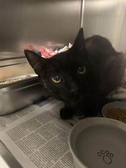 Enlarge Tom, a Adoptable mixed breed in Lowell, MA image 1/1