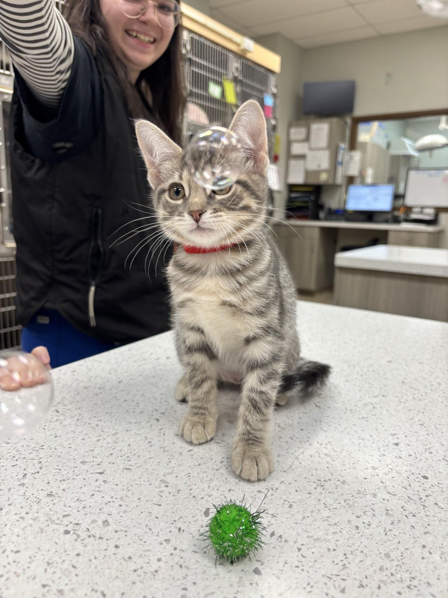 Enlarge Sally, a Adoptable Domestic Short Hair in Yorkville, IL image 1/3