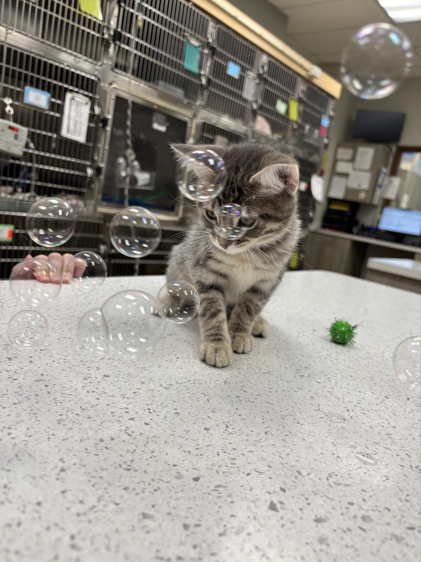 Enlarge Sally, a Adoptable Domestic Short Hair in Yorkville, IL image 2/3