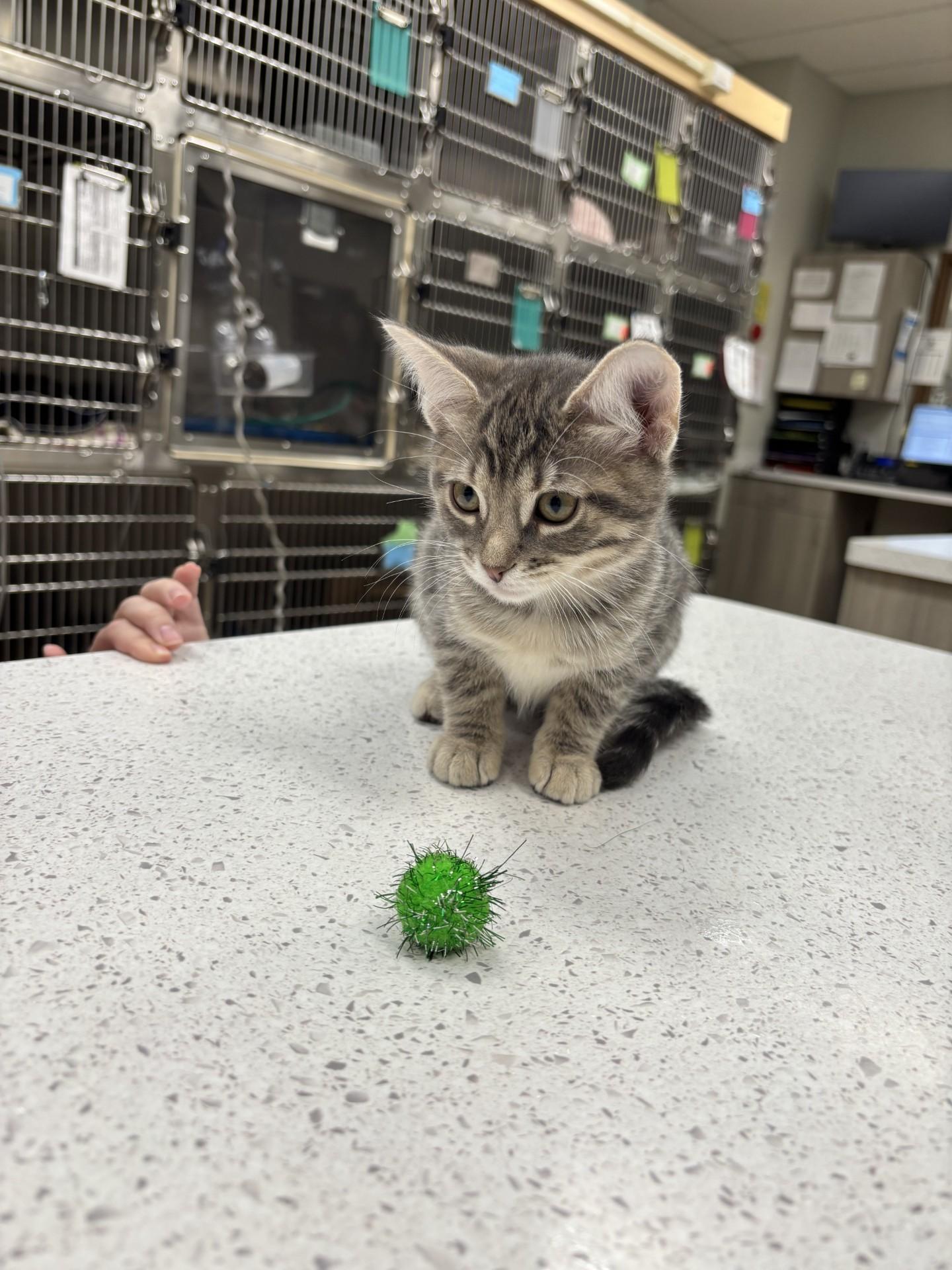 Enlarge Sally, a Adoptable Domestic Short Hair in Yorkville, IL image 3/3