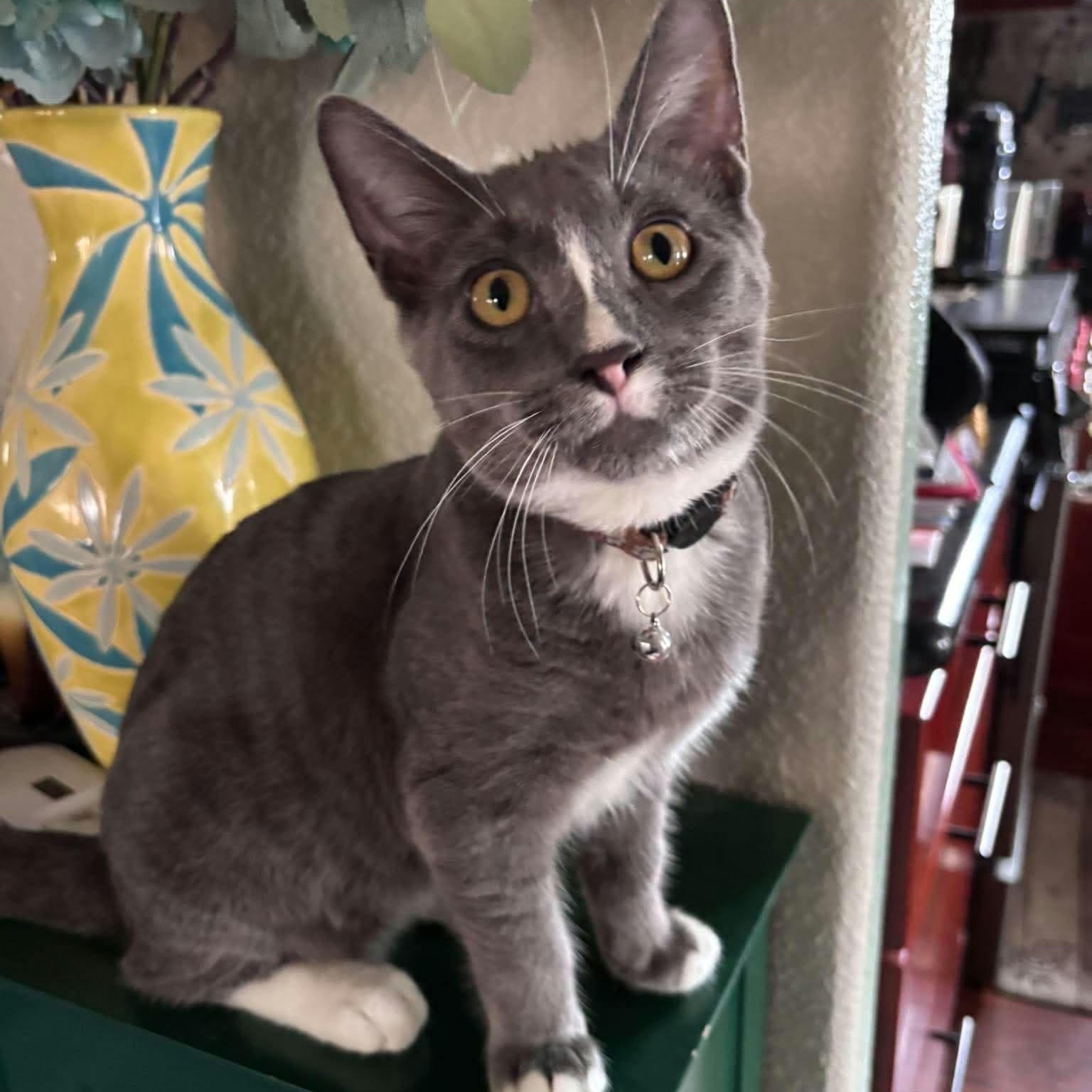 Enlarge Luke, a Adopted Domestic Short Hair in Concord, CA image 2/3