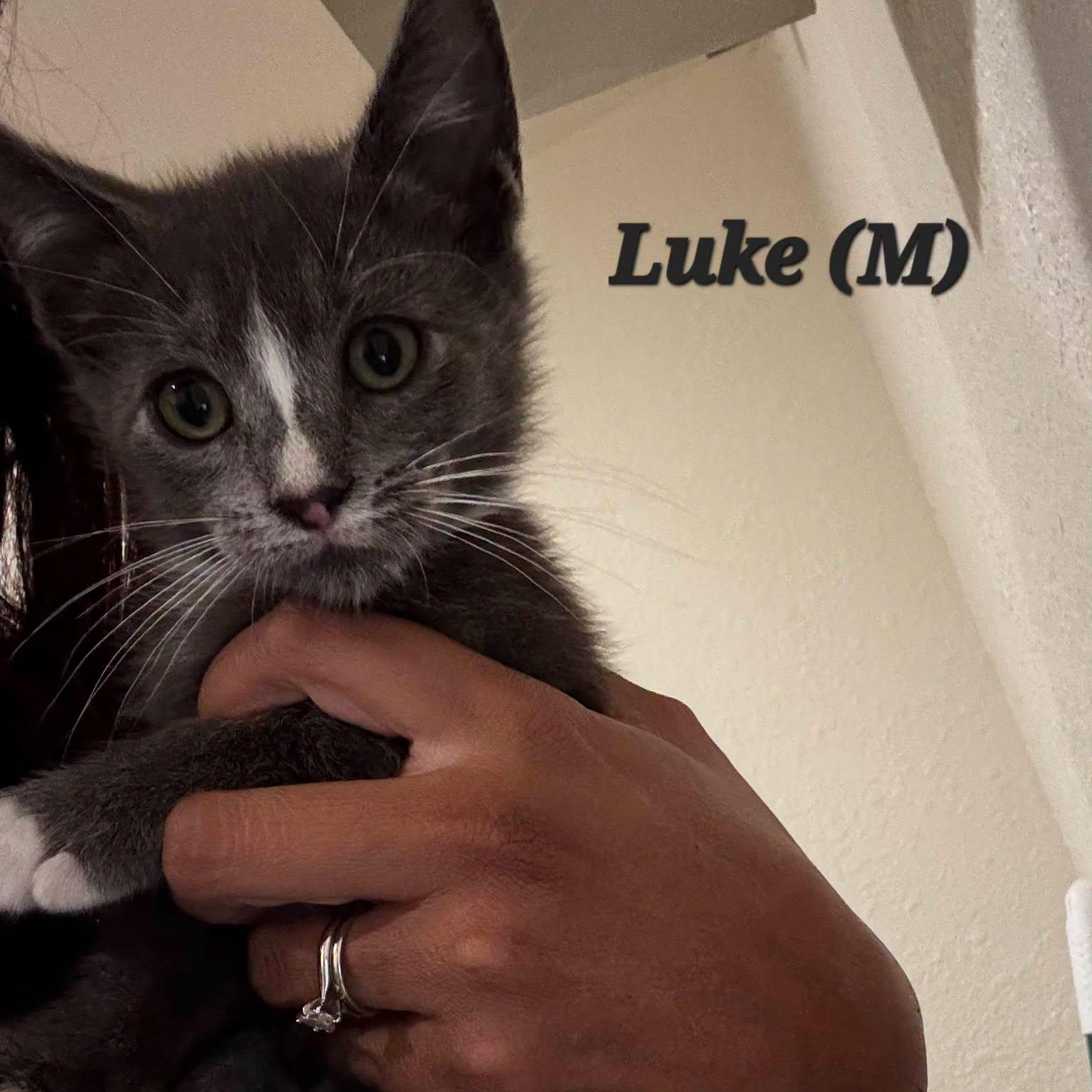 Enlarge Luke, a Adopted Domestic Short Hair in Concord, CA image 3/3