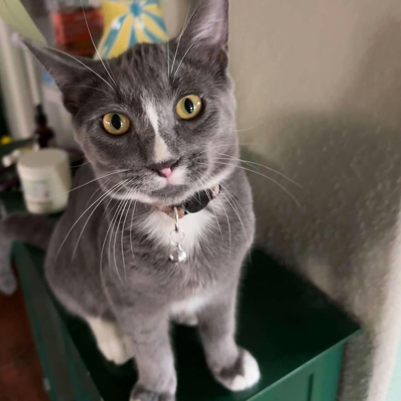 Enlarge Luke, a Adopted Domestic Short Hair in Concord, CA image 1/3