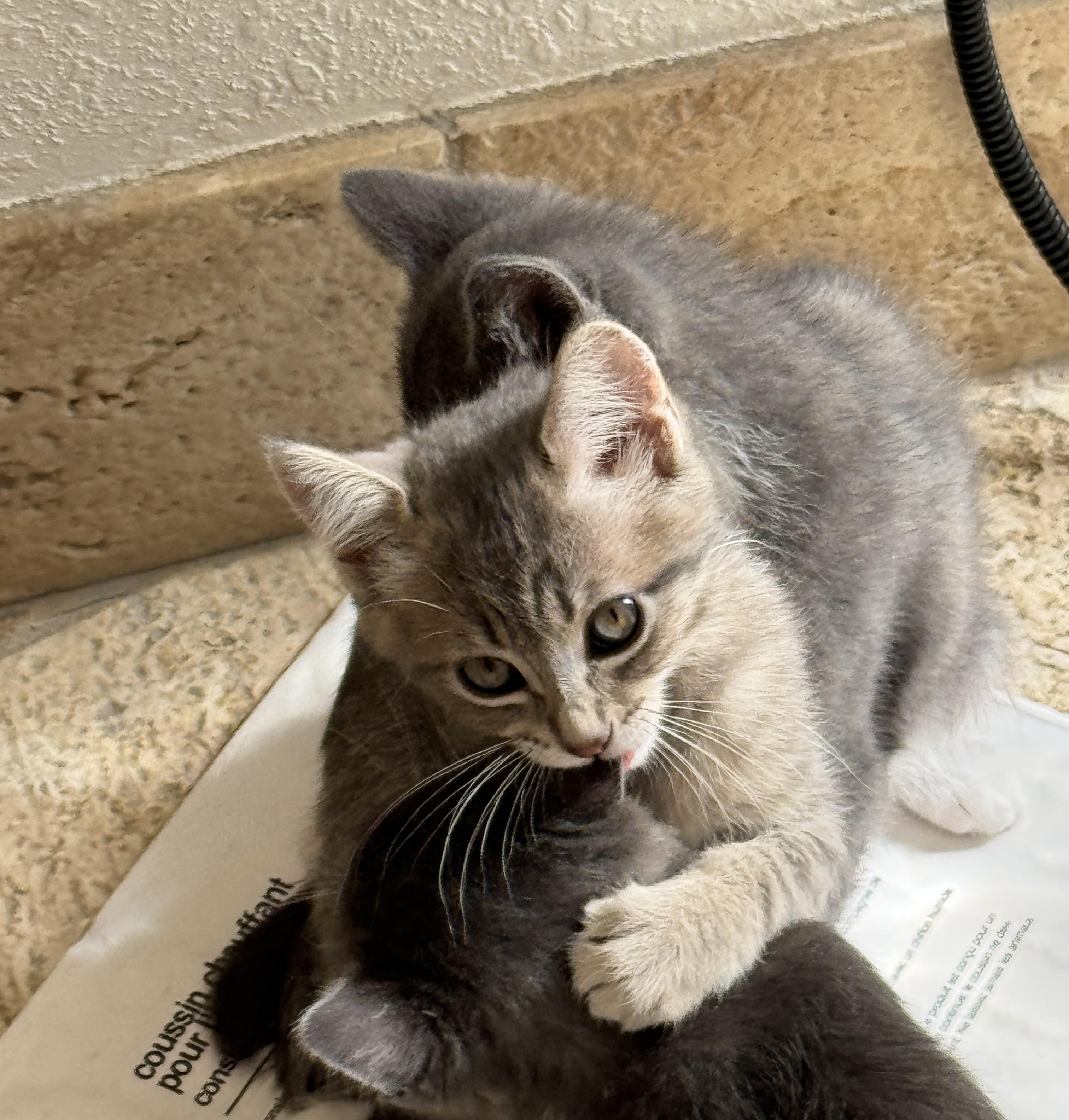 Clare, a ADOPTABLE Domestic Short Hair in Milwaukee, WI image 5/5