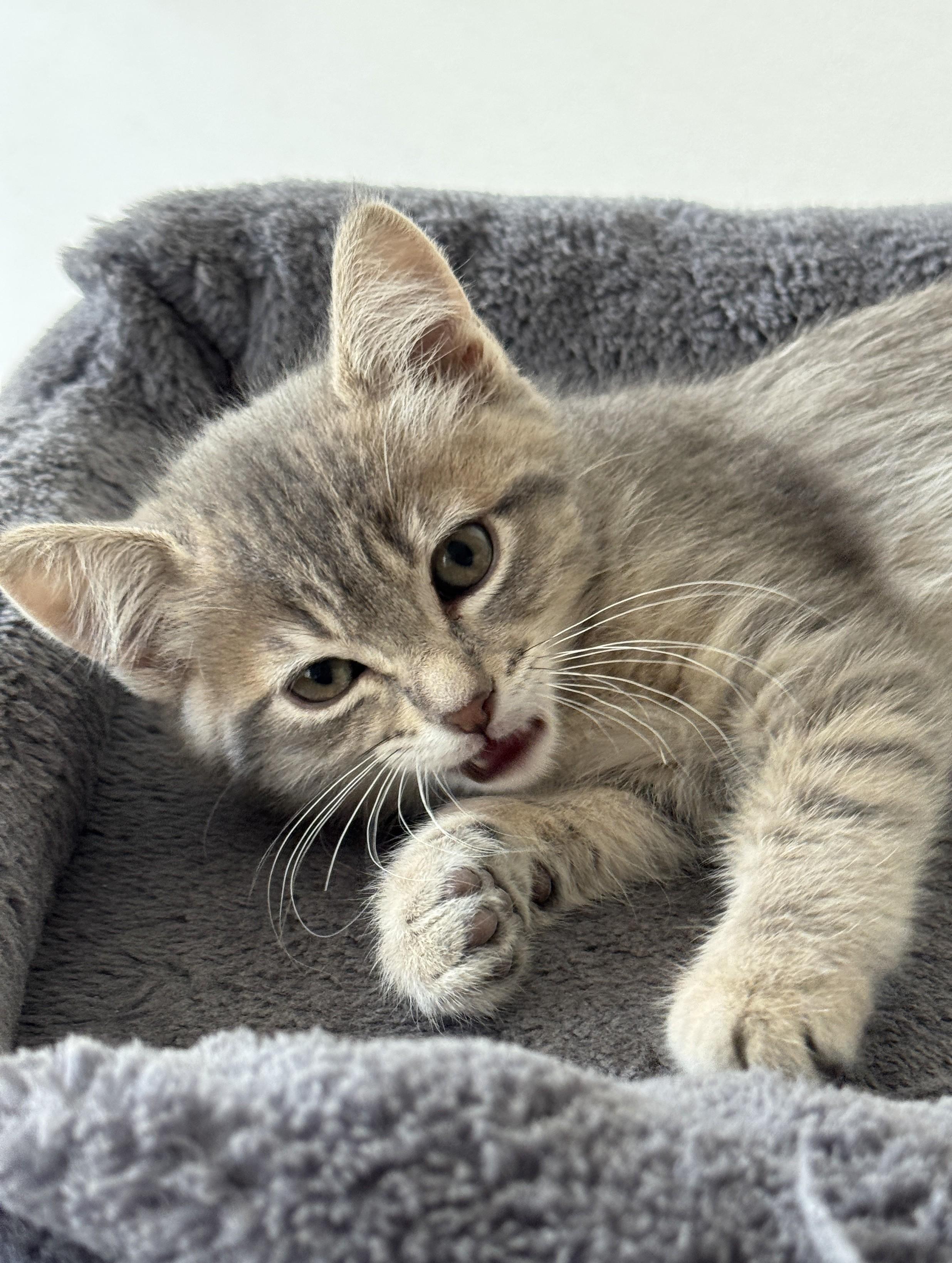 Clare, a ADOPTABLE Domestic Short Hair in Milwaukee, WI image 4/5