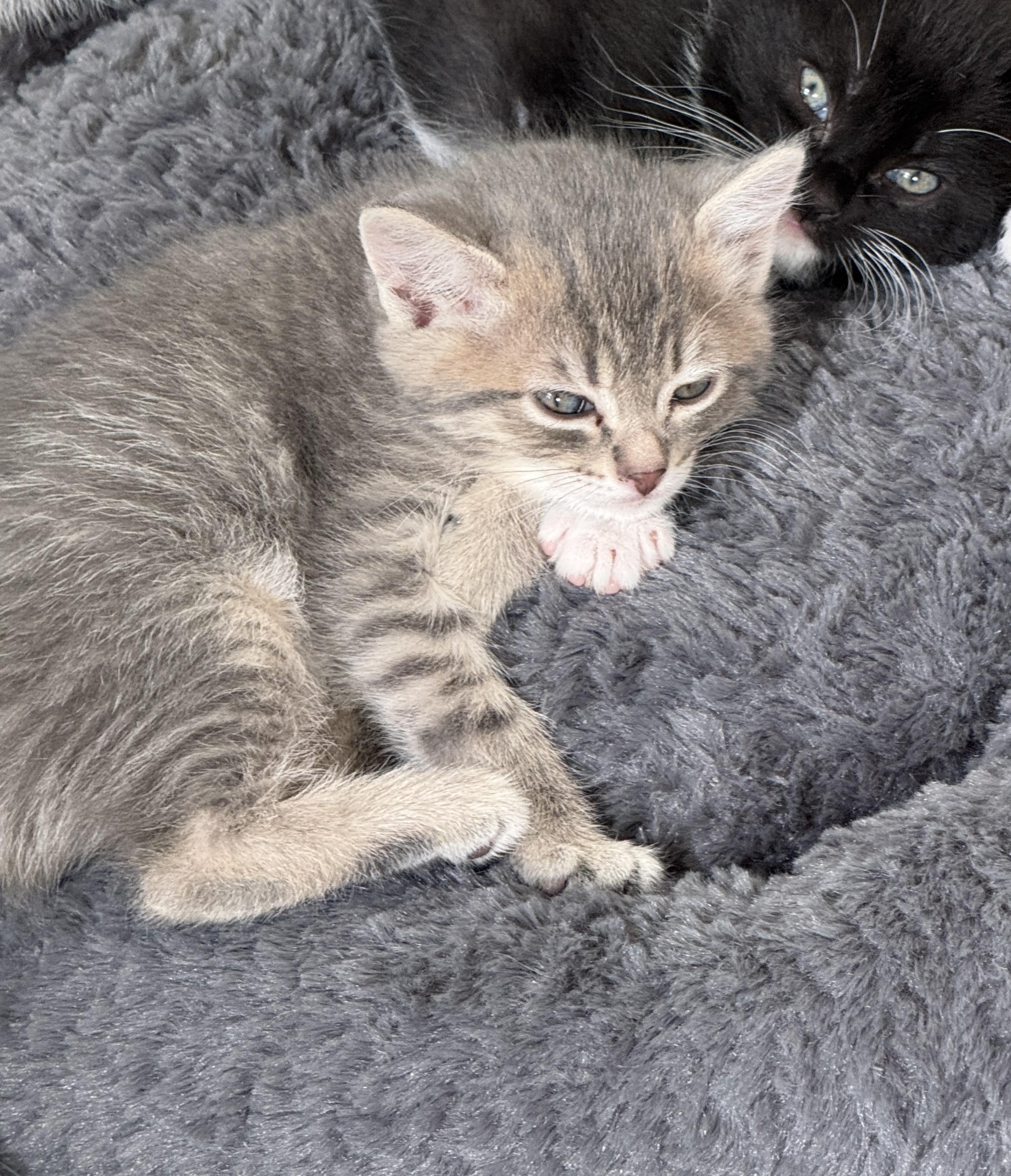 Clare, a ADOPTABLE Domestic Short Hair in Milwaukee, WI image 3/5