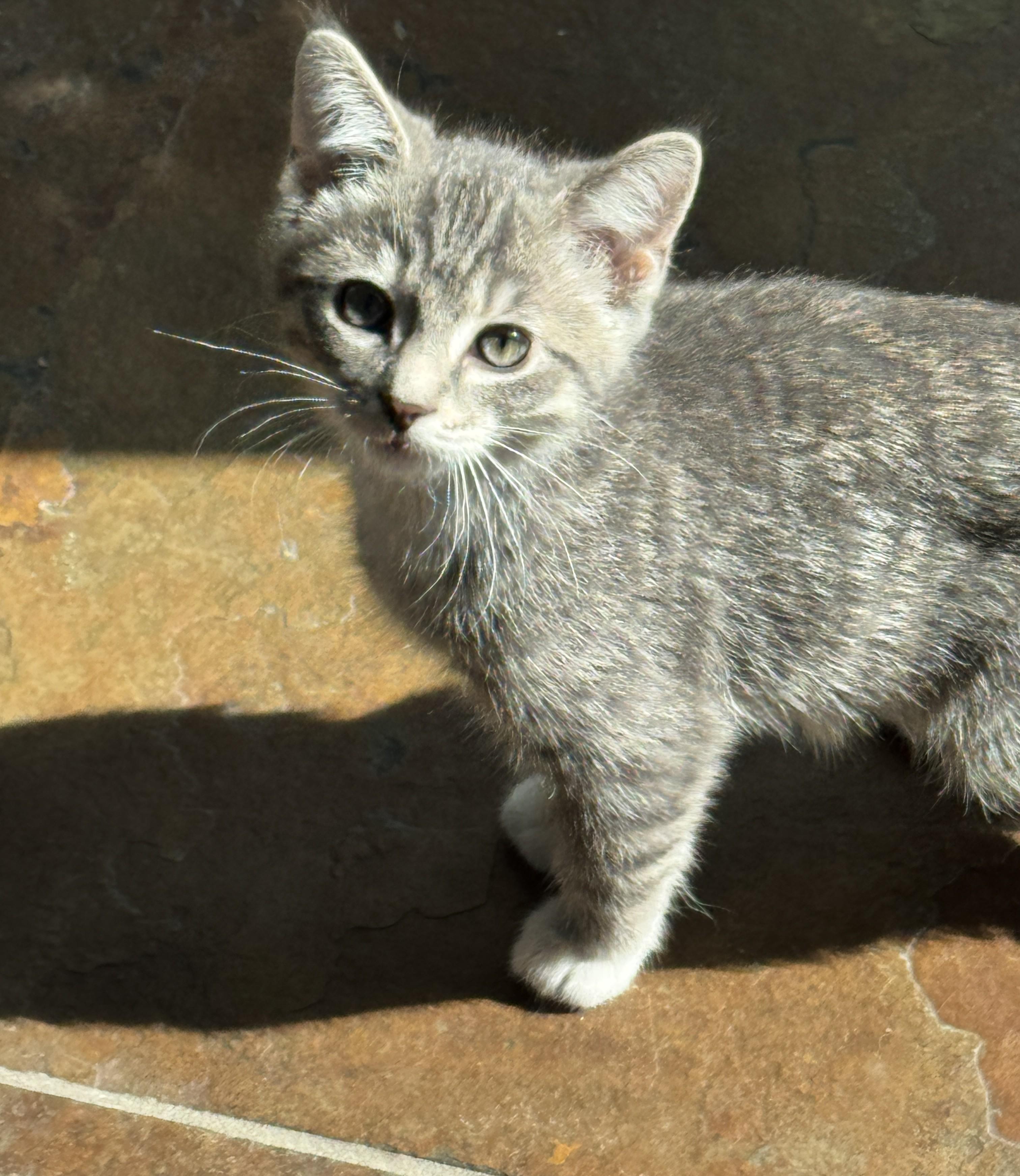 Clare, a ADOPTABLE Domestic Short Hair in Milwaukee, WI image 2/5