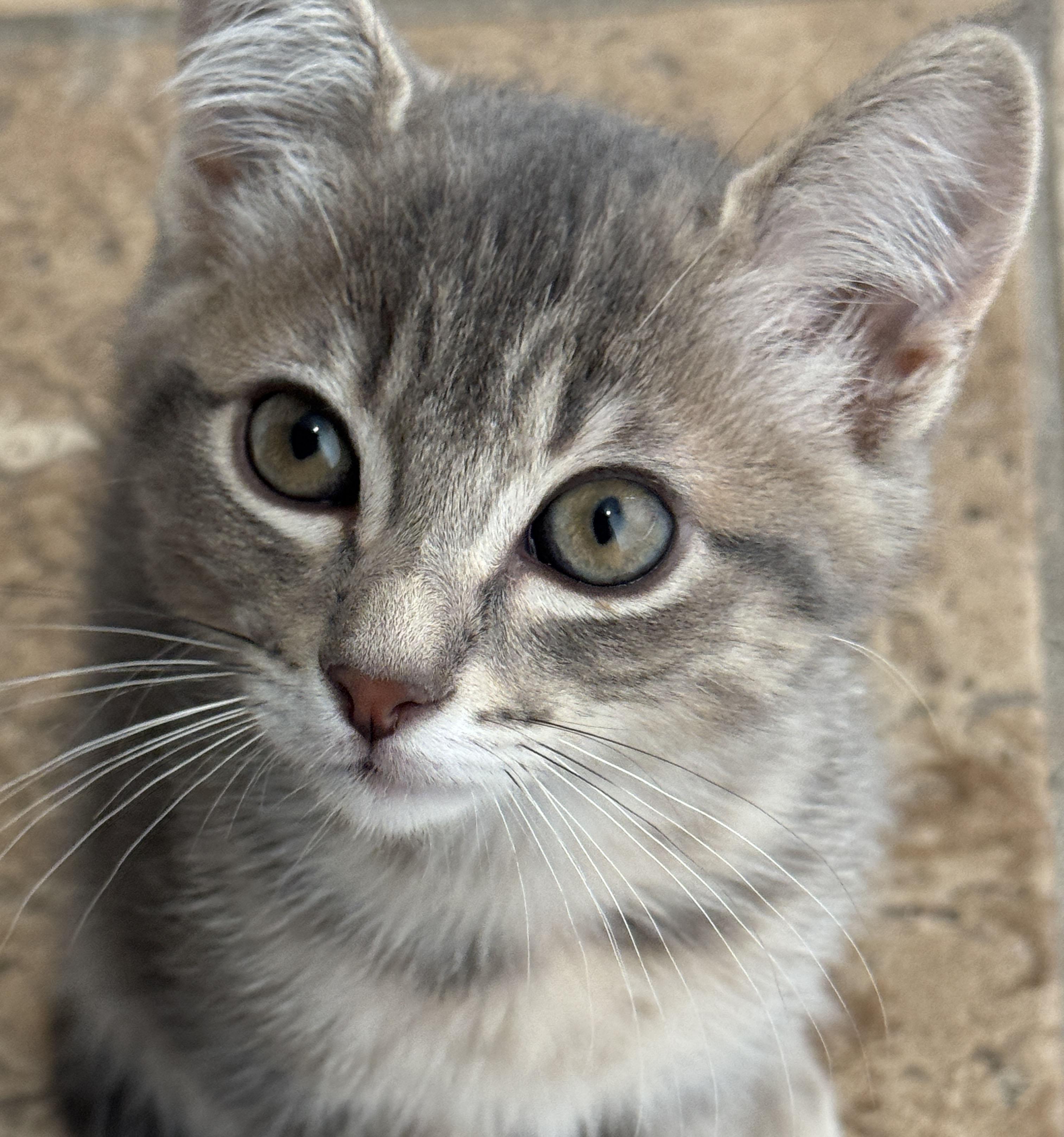 Clare, ADOPTABLE, Kitten Female Domestic Short Hair.