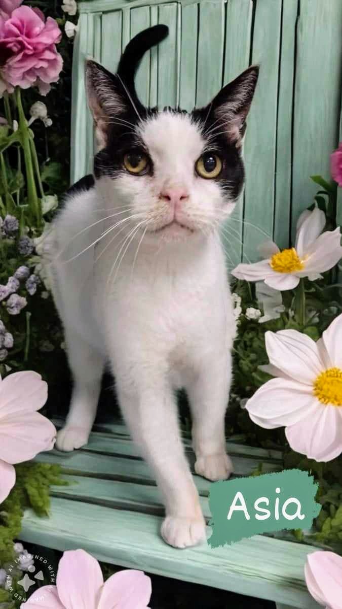 Asia, Senior Male unknown