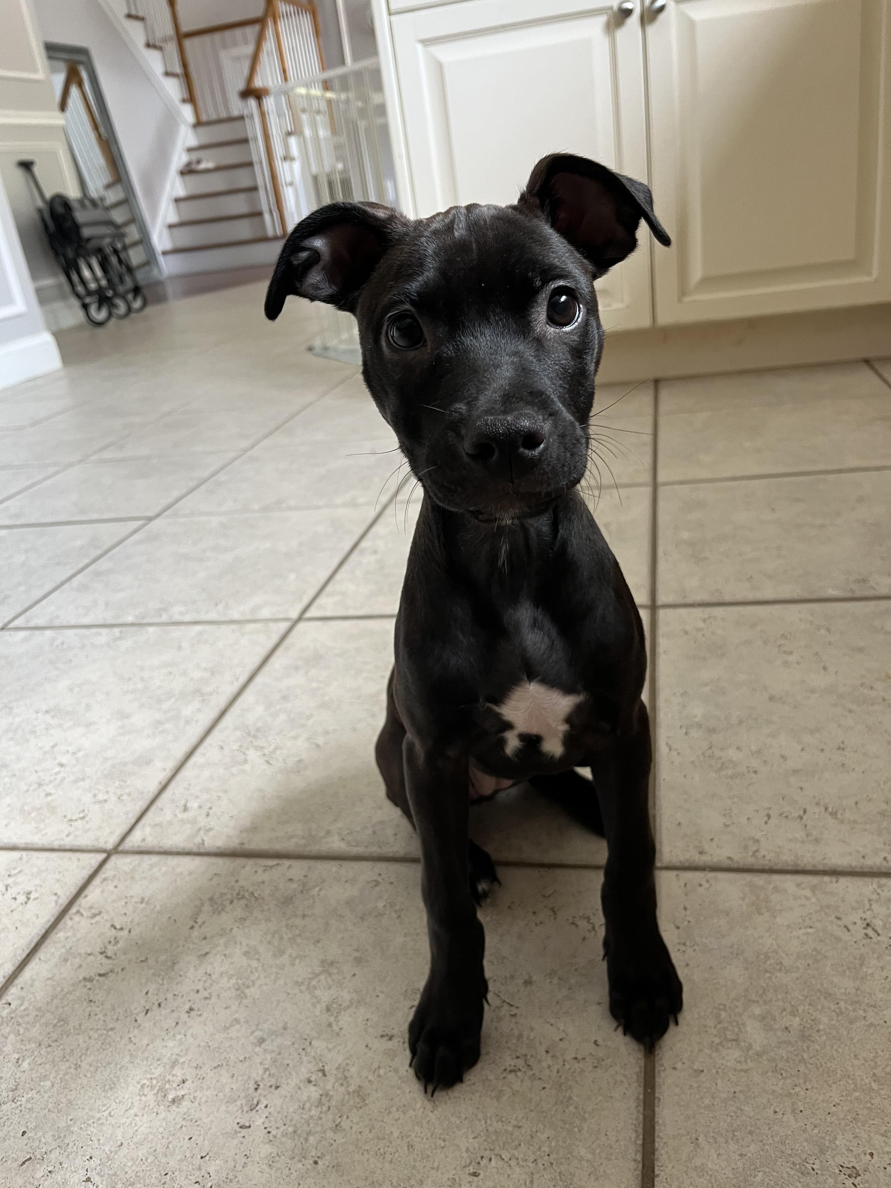 Squirt, a ADOPTABLE mixed breed in Oceanport, NJ image 3/4