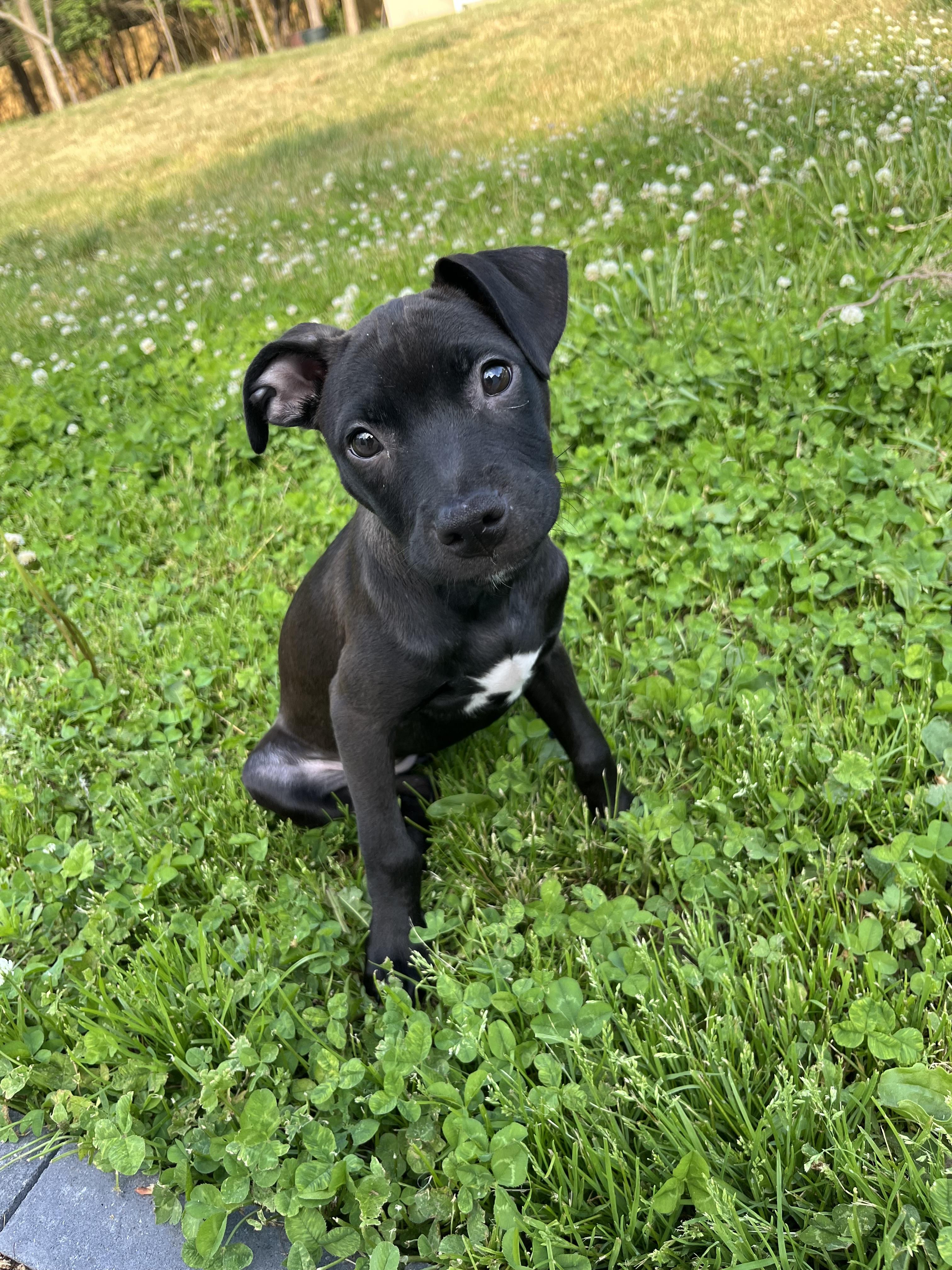 Squirt, ADOPTABLE, Puppy Female Pit Bull Terrier & Labrador Retriever.