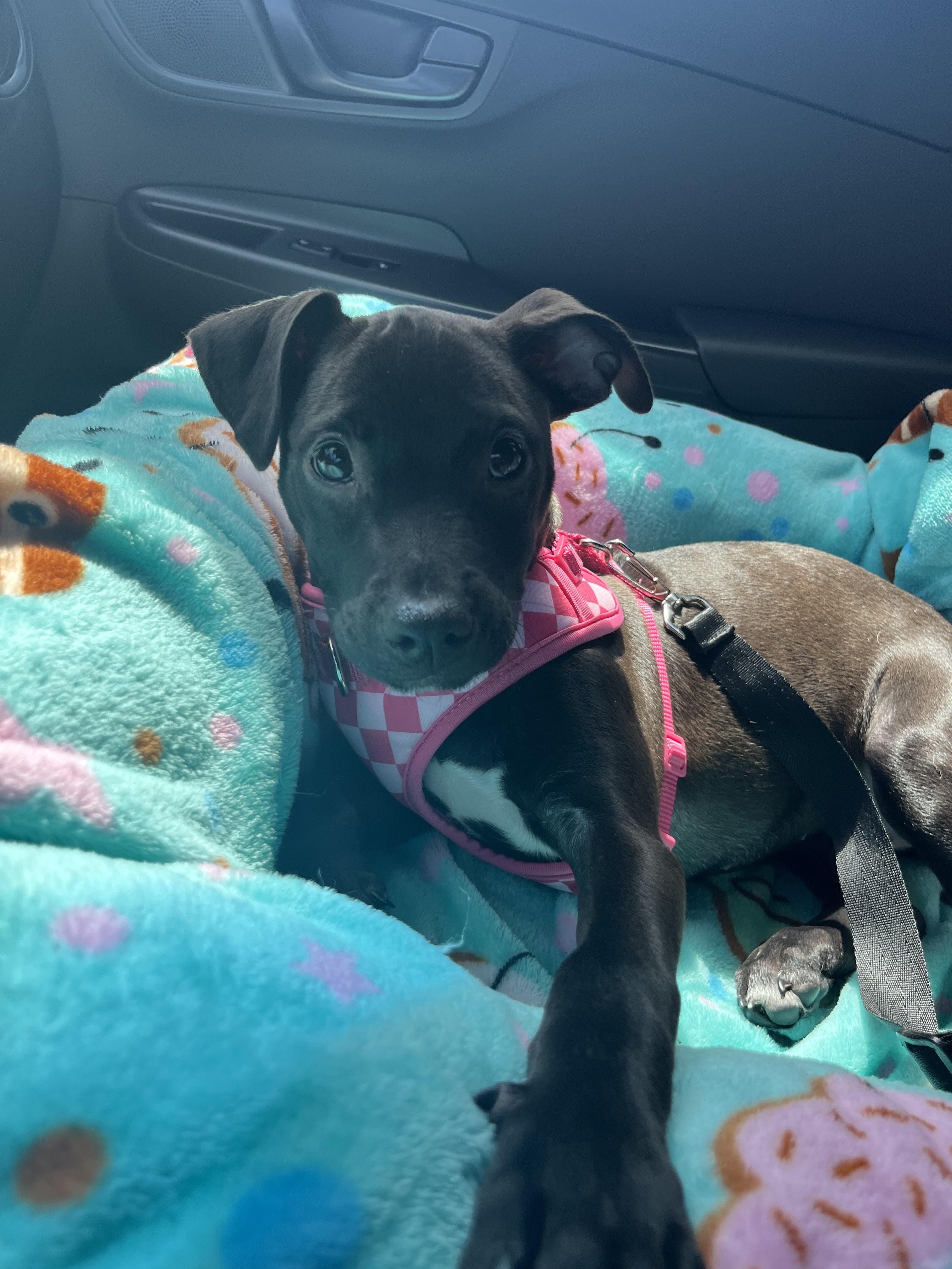 Squirt, a ADOPTABLE mixed breed in Oceanport, NJ image 4/4