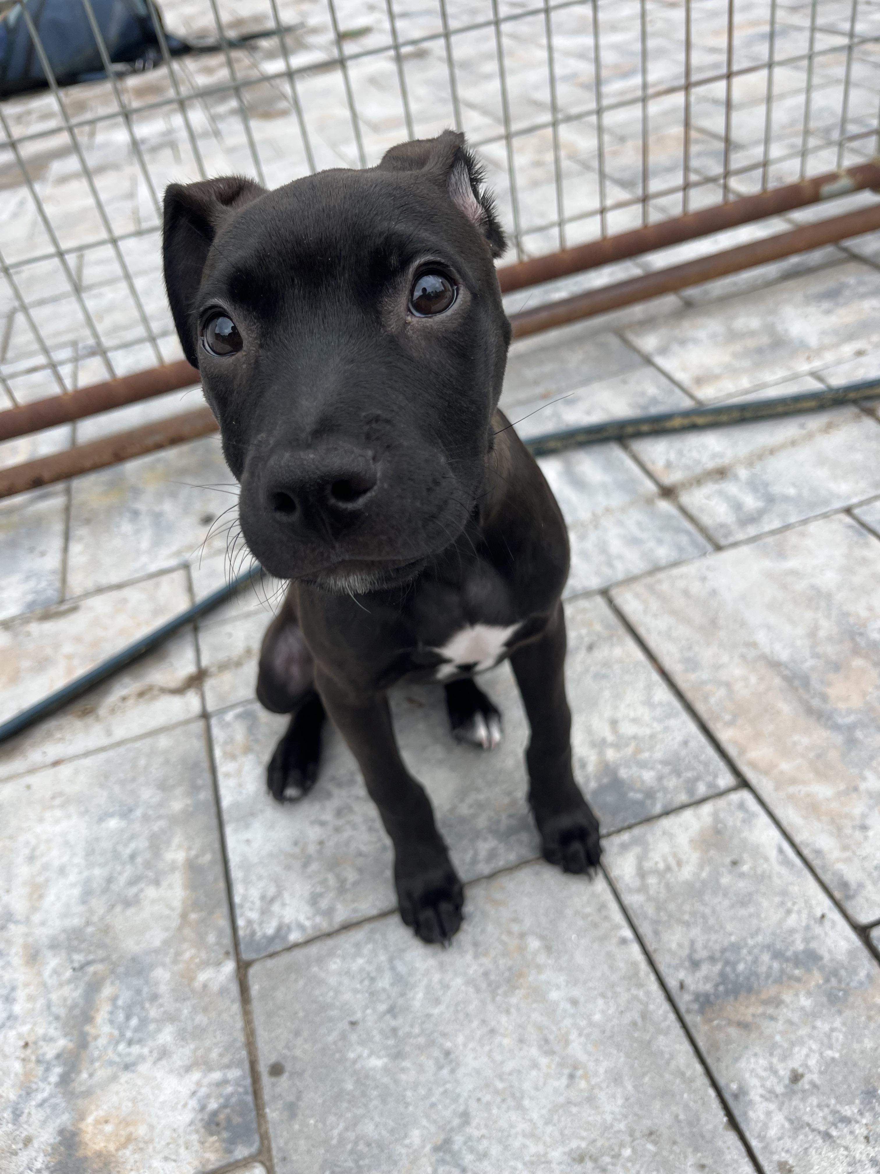Squirt, a ADOPTABLE mixed breed in Oceanport, NJ image 2/4
