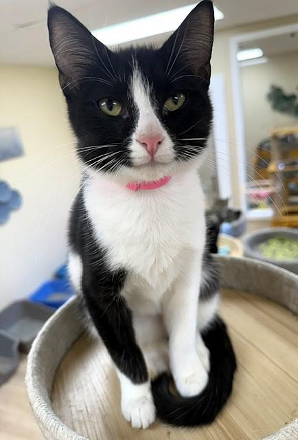 Liberty, Adopted, Kitten Female Domestic Short Hair.