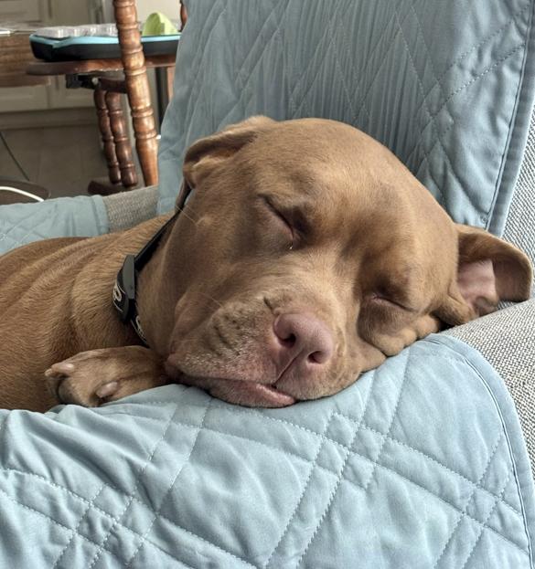 Honey Bee *, a Adoptable Pit Bull Terrier in Royal Palm Beach, FL image 1/2