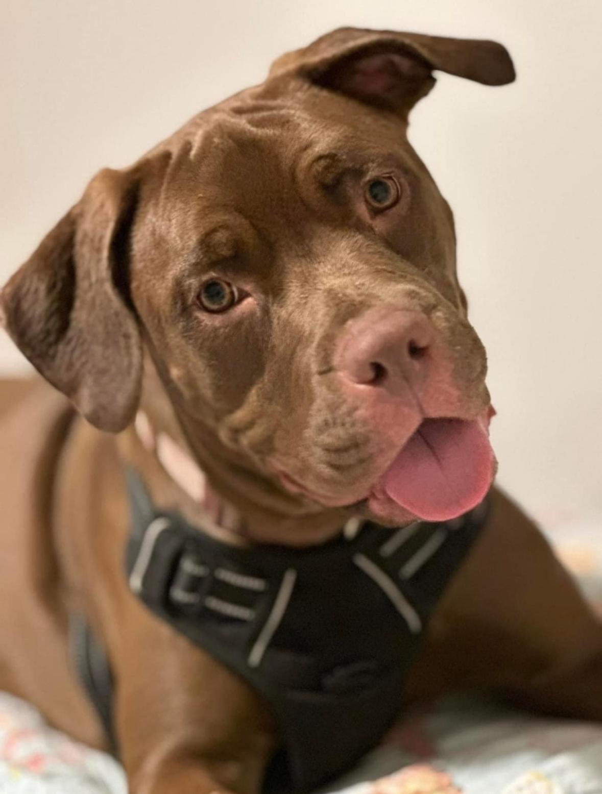 Honey Bee *, Adoptable, Adult Female Pit Bull Terrier.