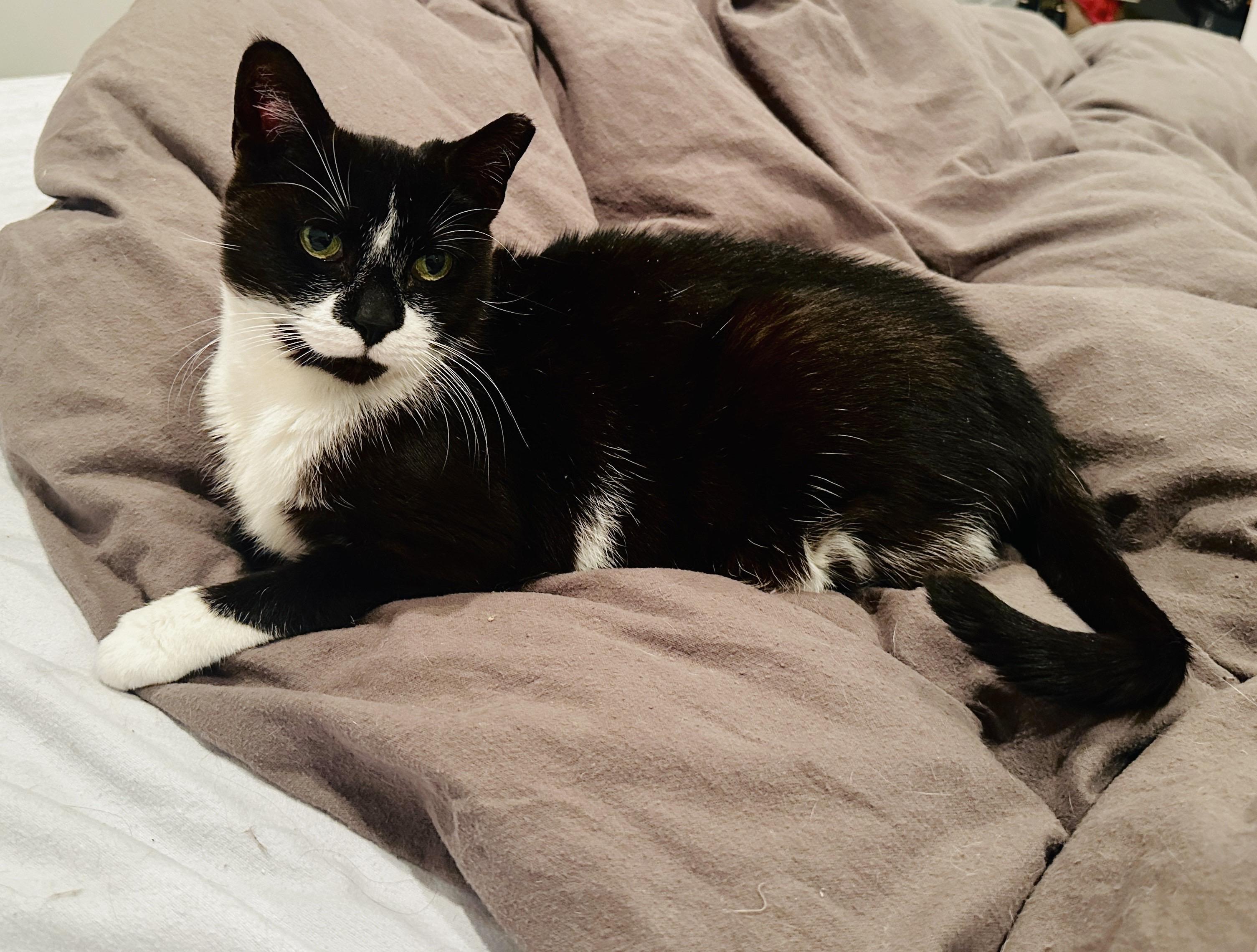 Enlarge Andi, a Adoptable Domestic Short Hair in Philadelphia, PA image 3/6