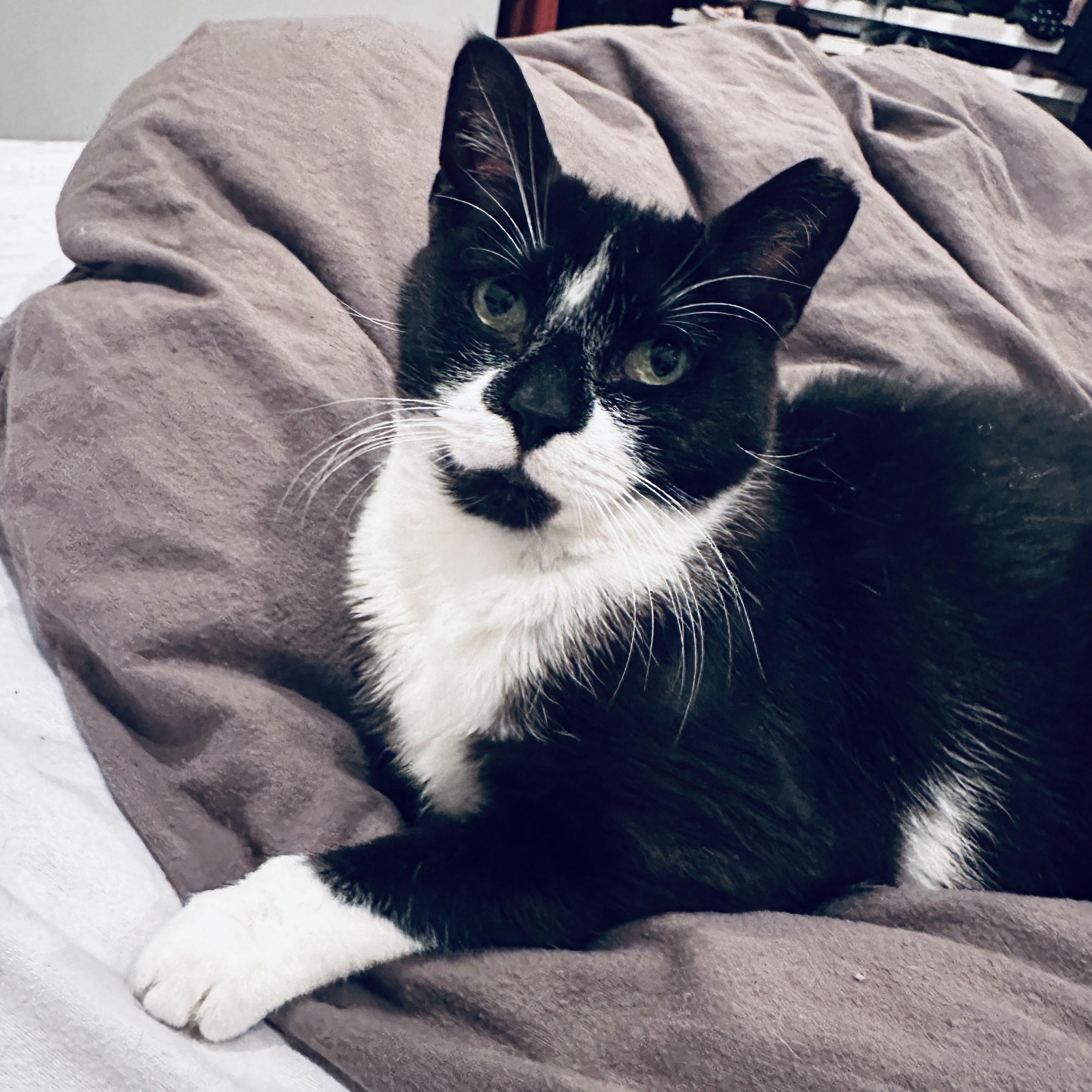 Enlarge Andi, a Adoptable Domestic Short Hair in Philadelphia, PA image 4/6