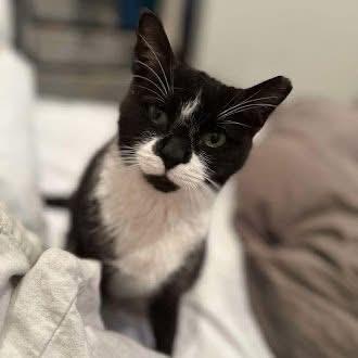 Andi, Adoptable, Senior Female Domestic Short Hair.