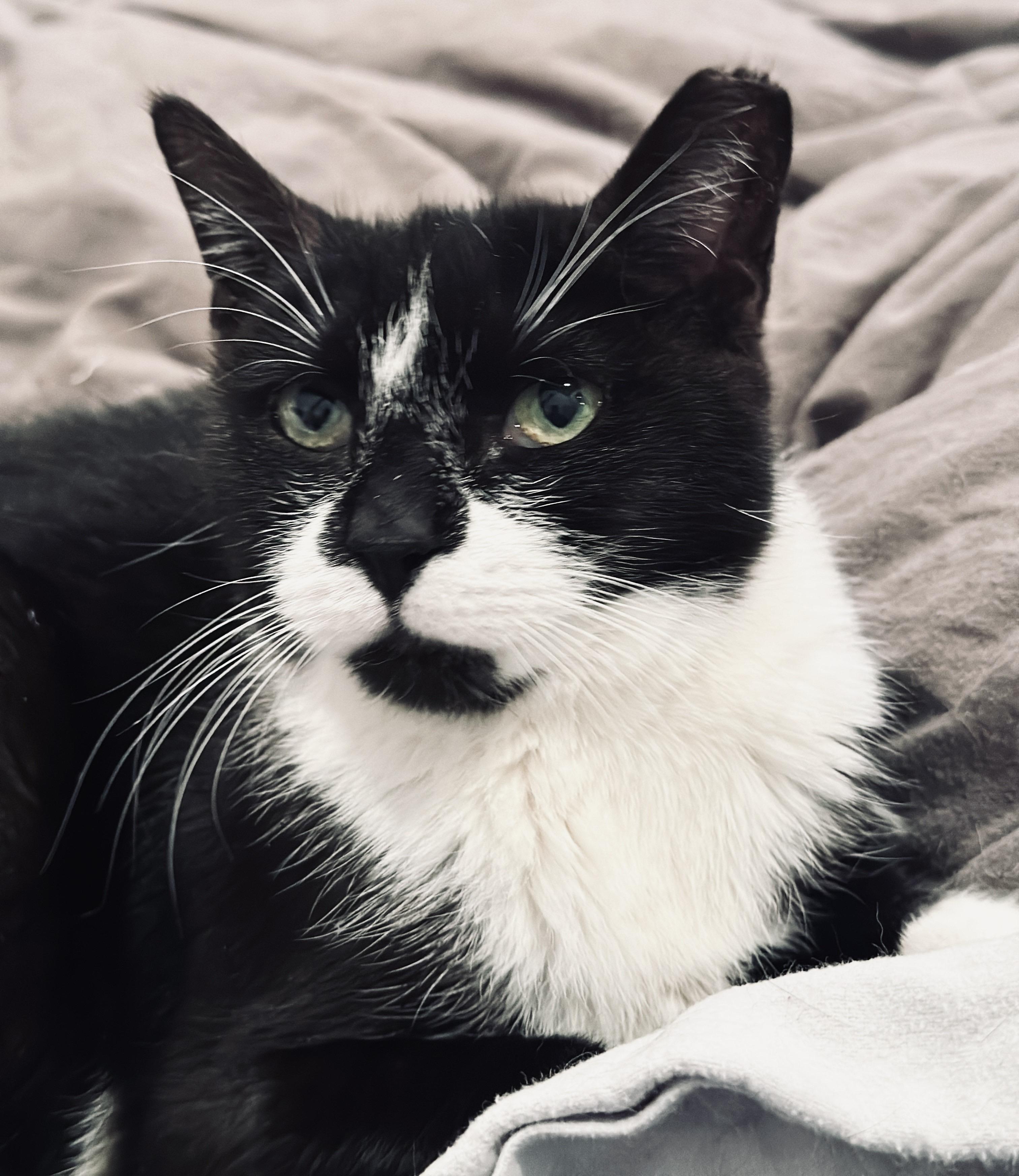 Enlarge Andi, a Adoptable Domestic Short Hair in Philadelphia, PA image 5/6
