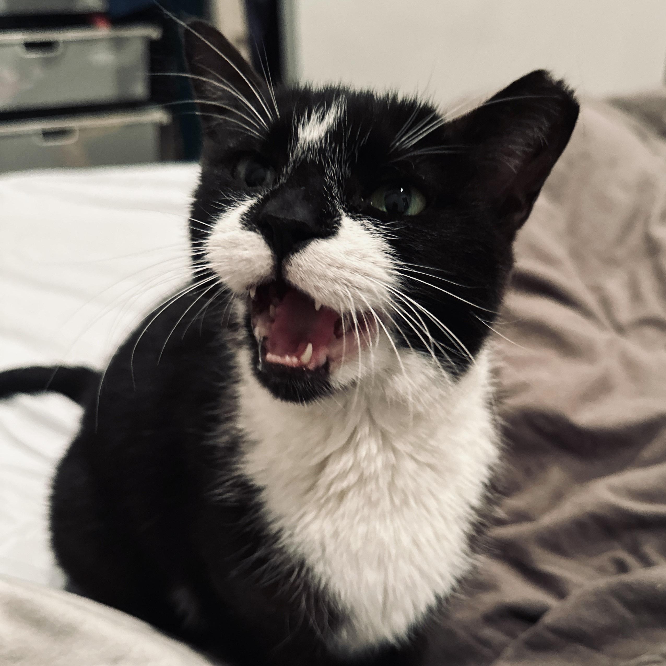 Enlarge Andi, a Adoptable Domestic Short Hair in Philadelphia, PA image 2/6