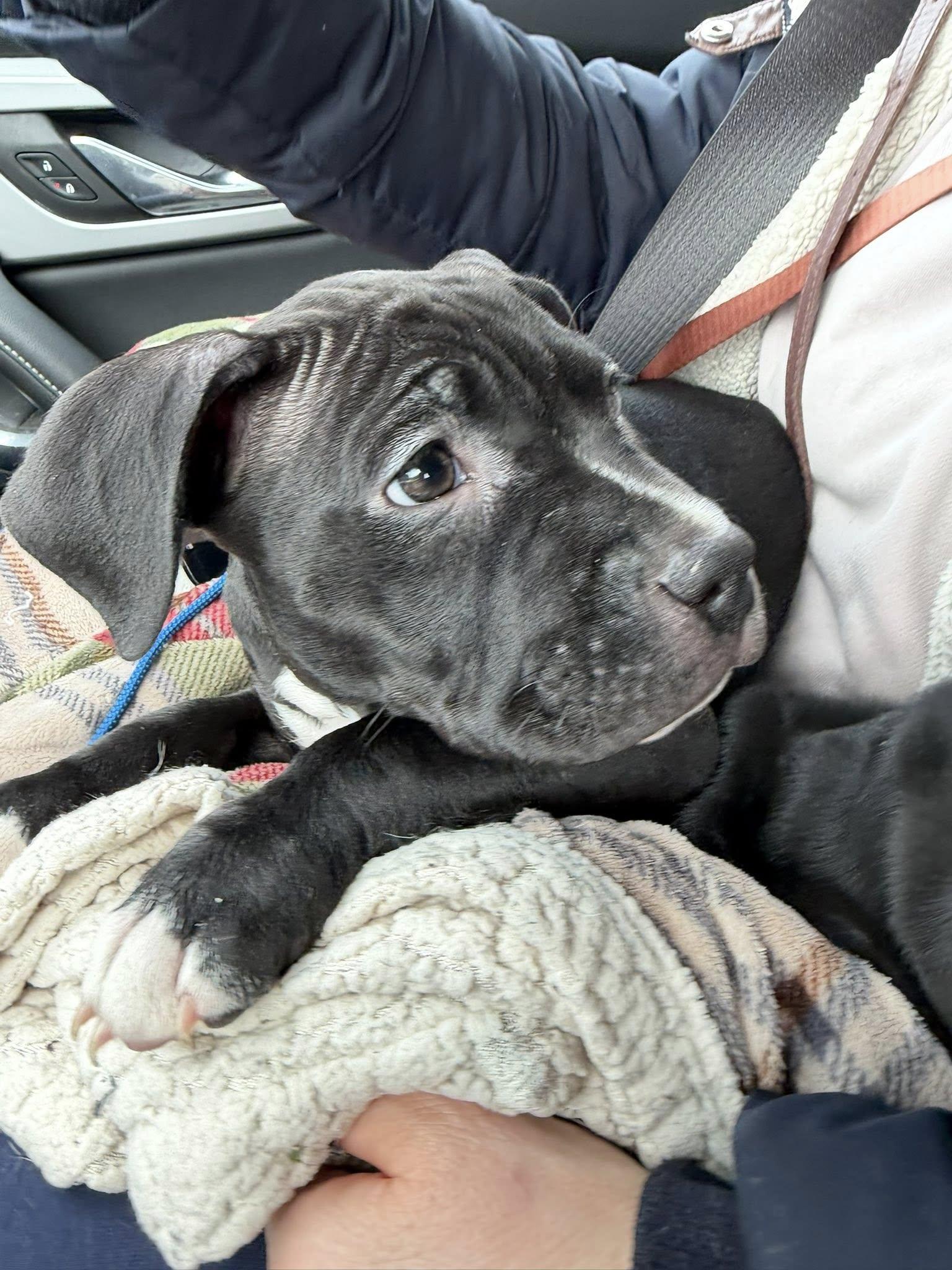 Maggie, ADOPTABLE, Puppy Female Mixed Breed.