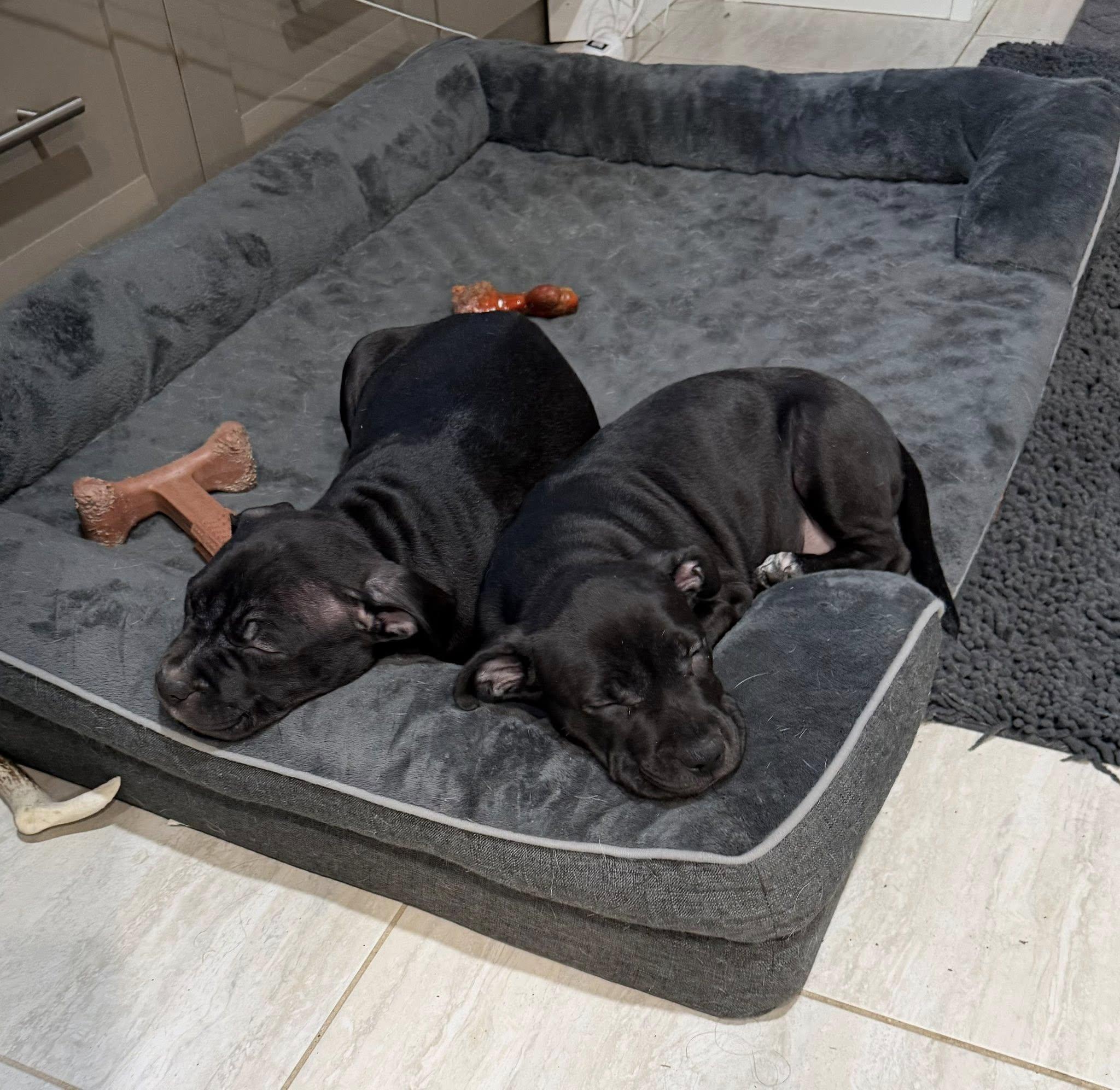 Enlarge Maggie, a ADOPTABLE mixed breed in Pleasant Ridge, MI image 3/3