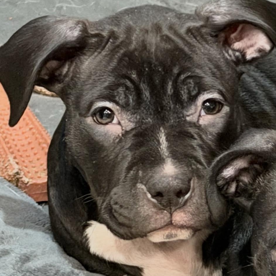 Maggie, ADOPTABLE, Puppy Female Pit Bull Terrier.