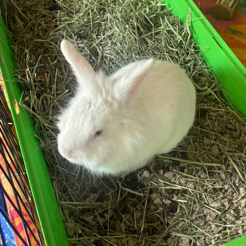 Enlarge Pinecone-In Foster 50% off, a Adoptable Lionhead in Springfield, MA image 1/6
